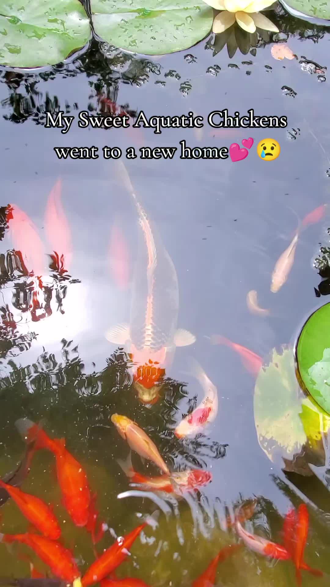@5th_alchemy