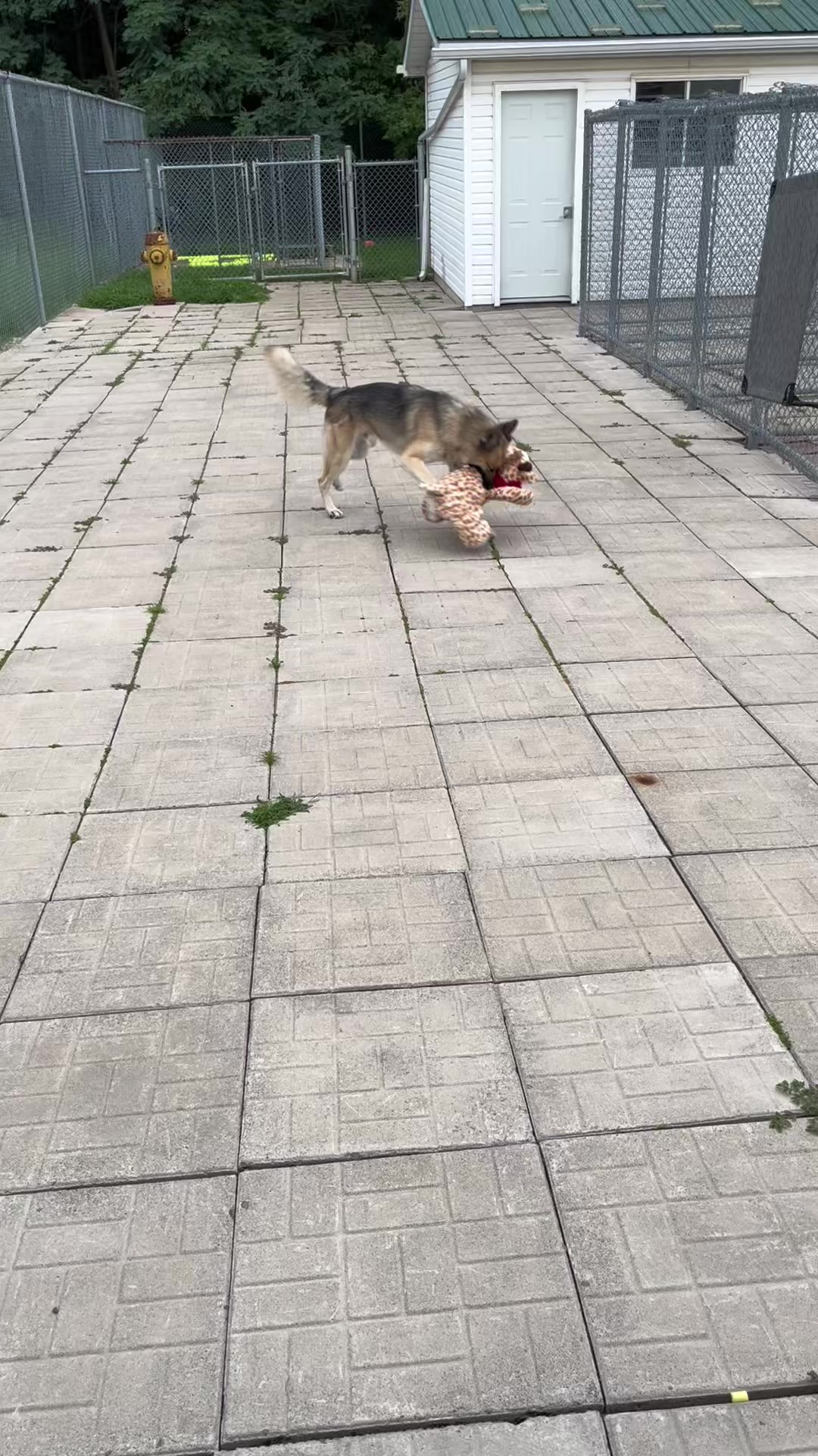 @CambridgeHumaneSocty