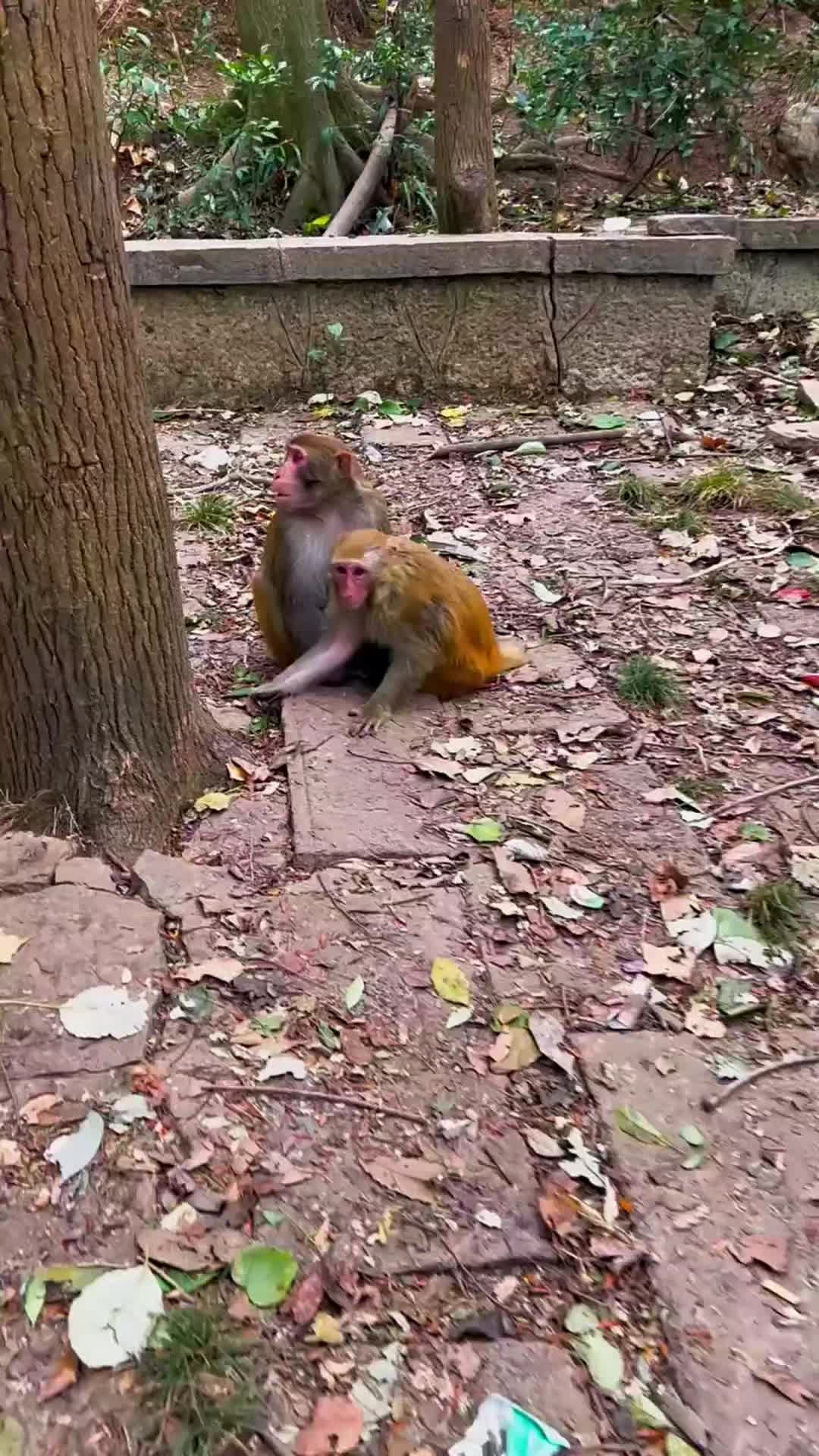 @LilMonkeyVibes
