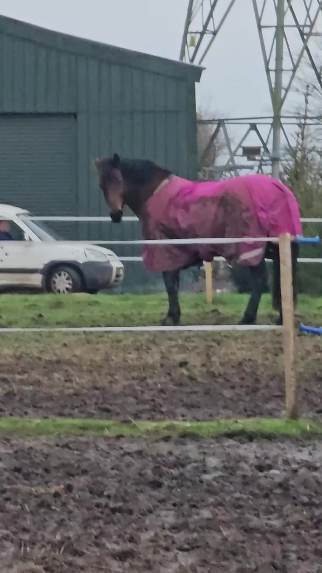@Horses TikTok