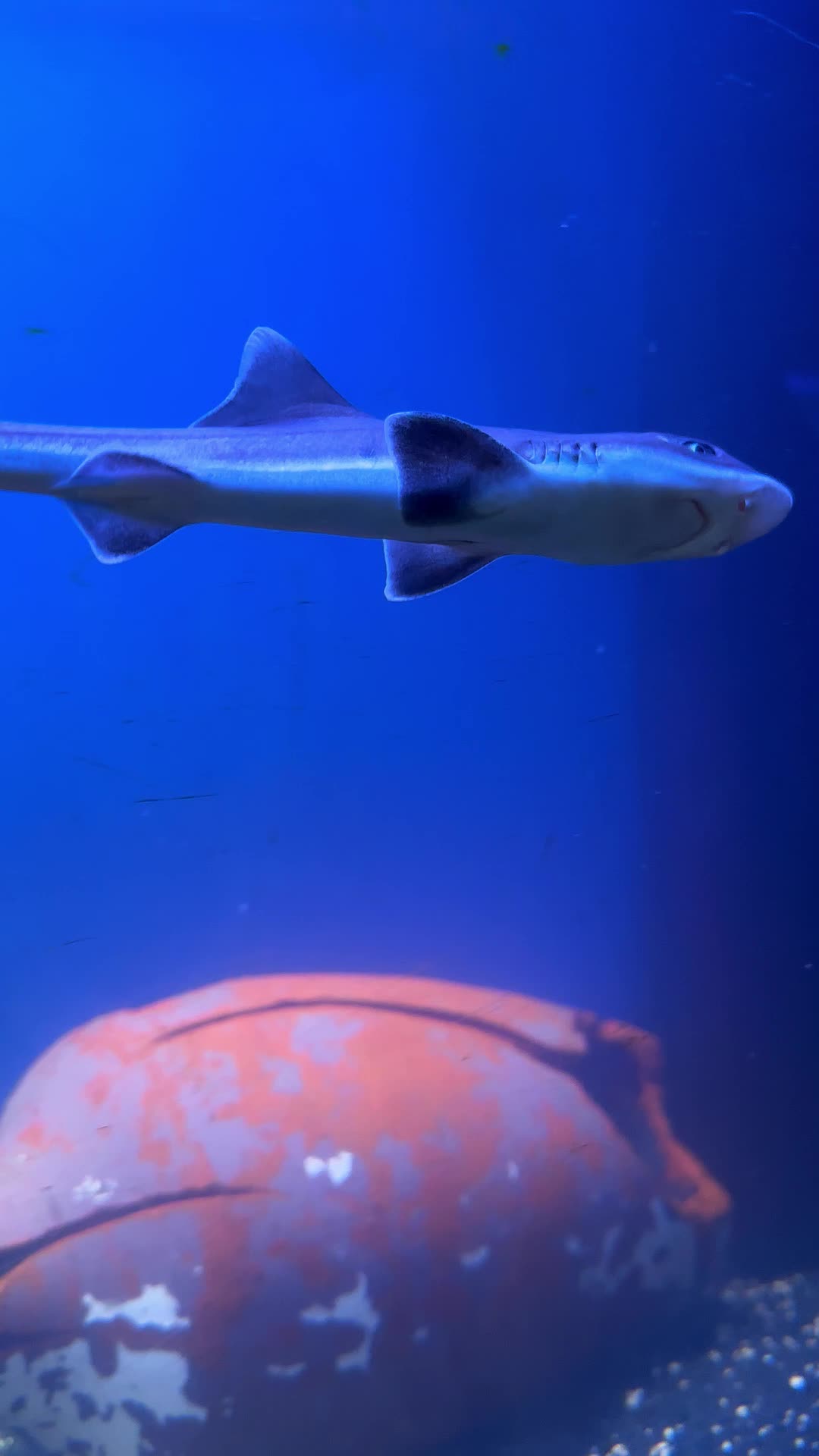 @San Antonio Aquarium