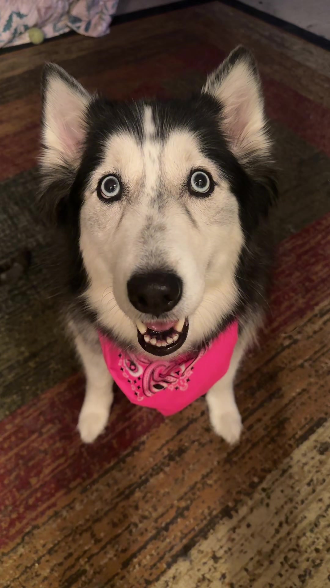 @AMHWildCreations