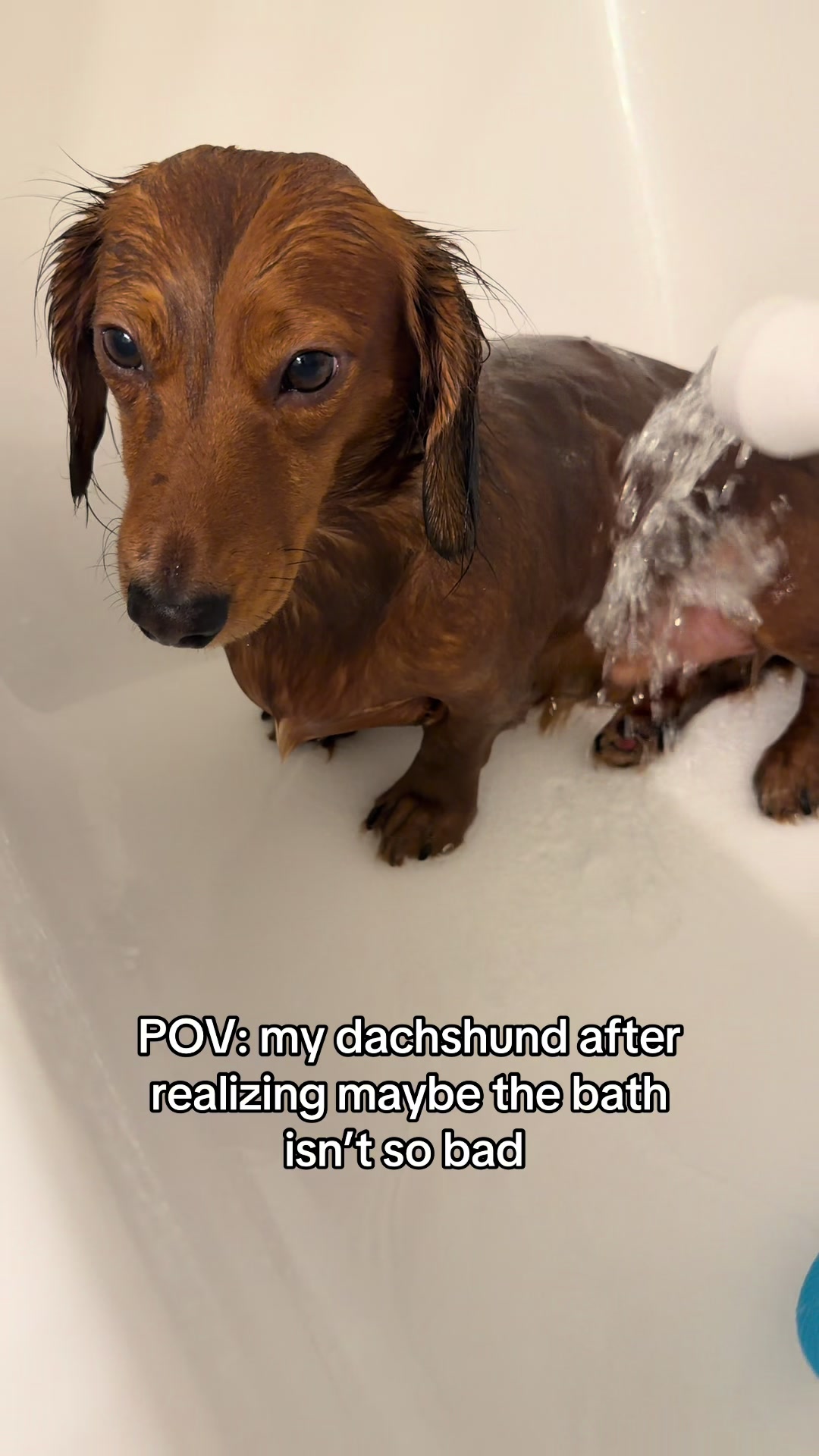 @charliebrownthedoxie