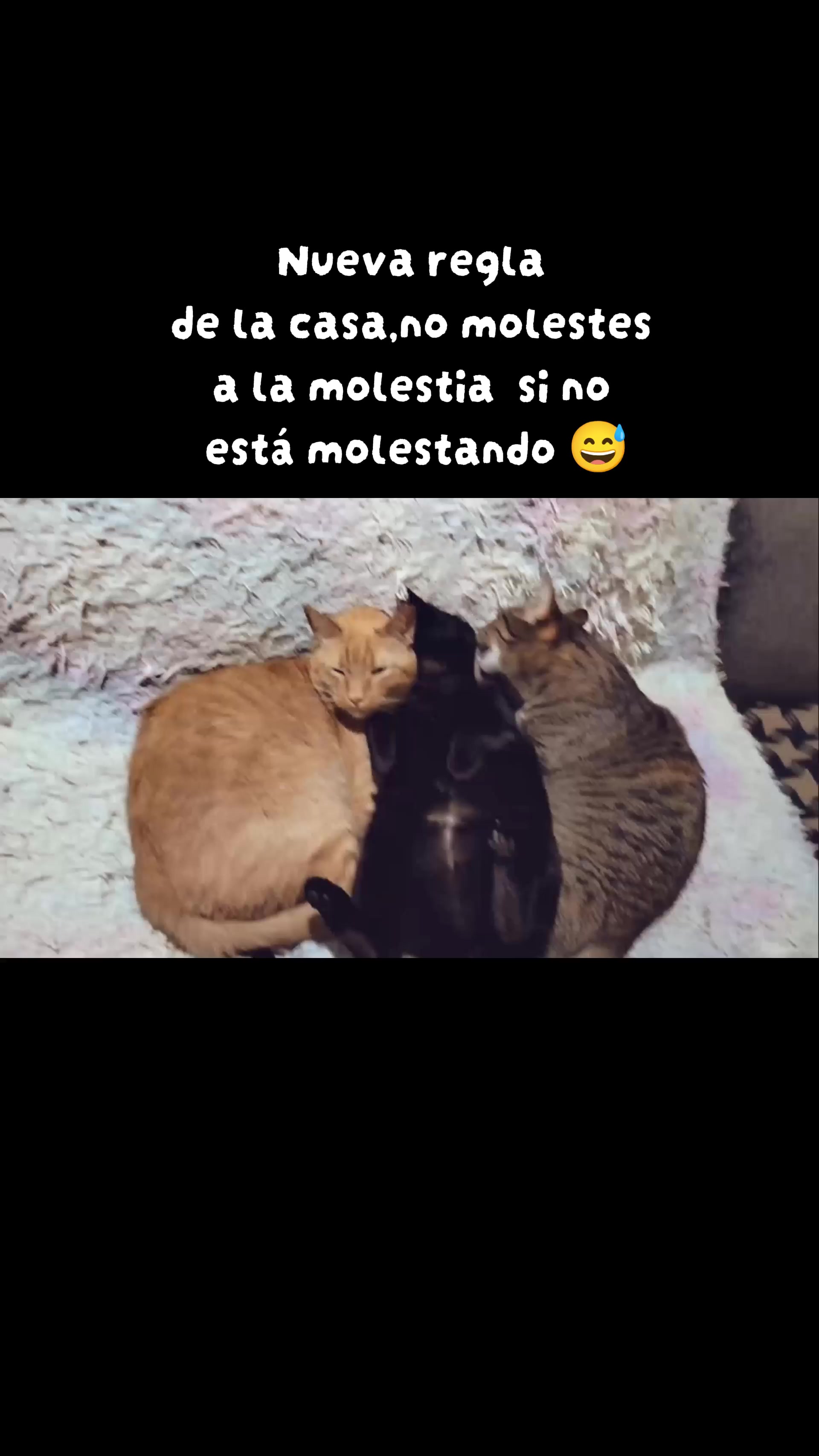 @Cat Naranjo 🩵