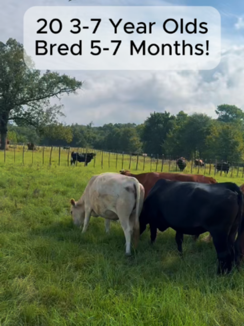 @Rutherford Land and Cattle