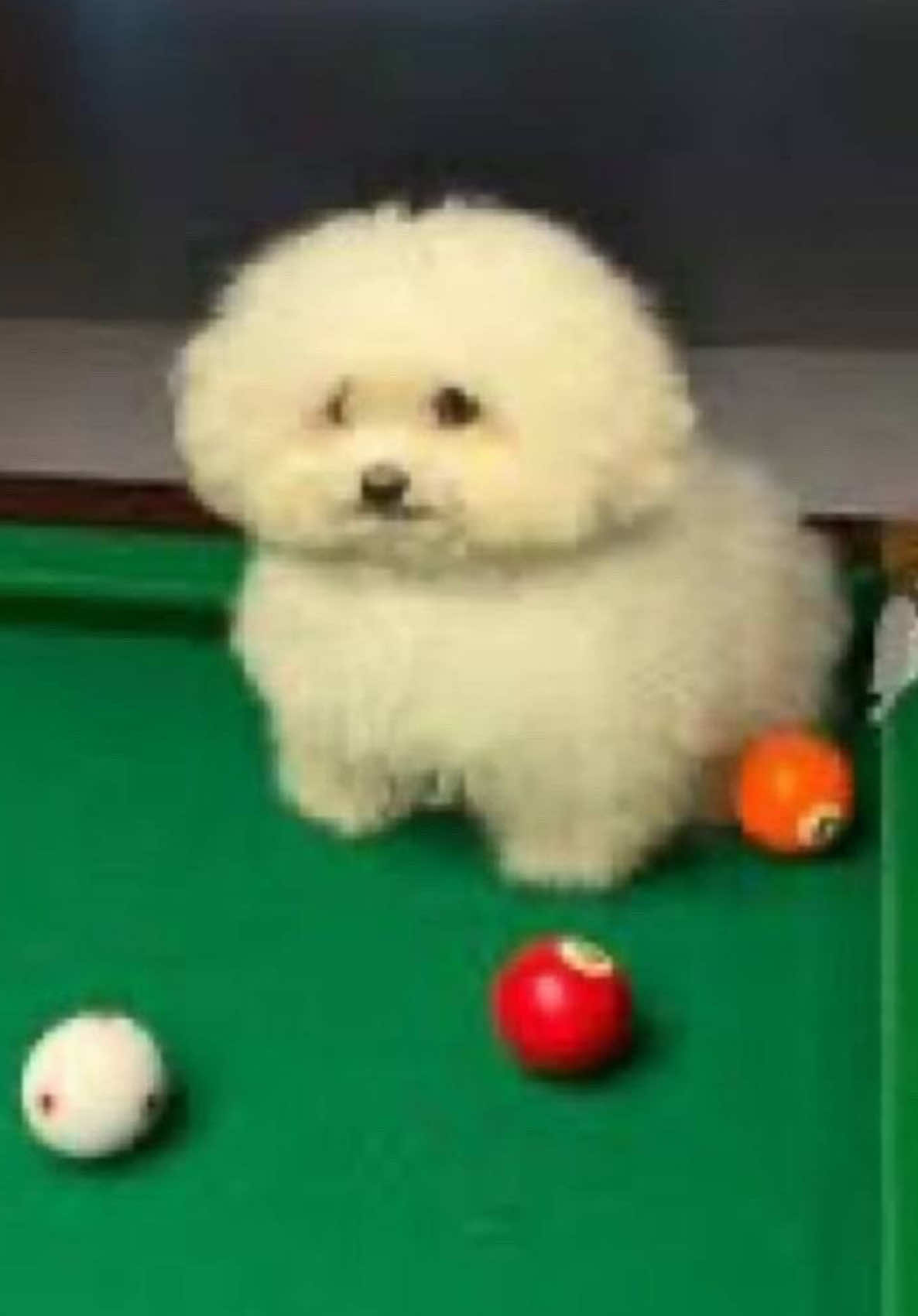 @snoopy