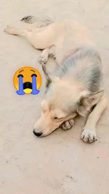 @💔اساں فقیر لوگ ہیں💔