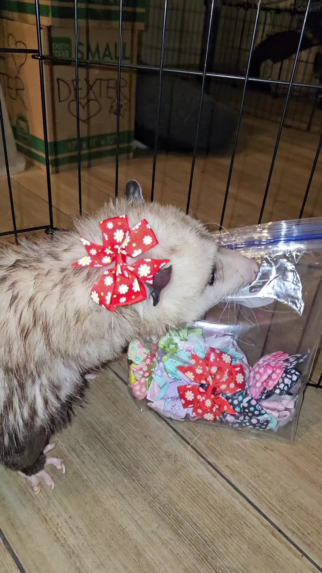 @OPOSSUMDAWGMOM