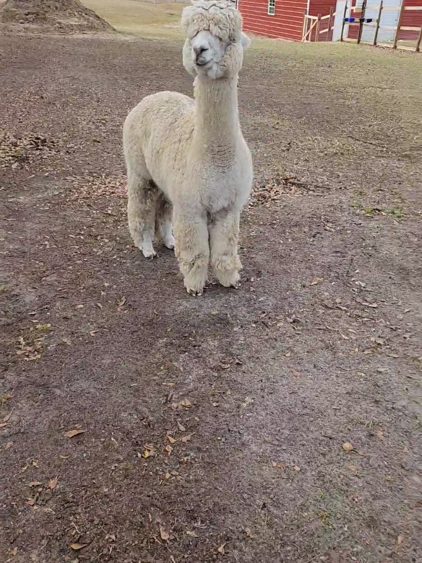 @alpacalypsenow