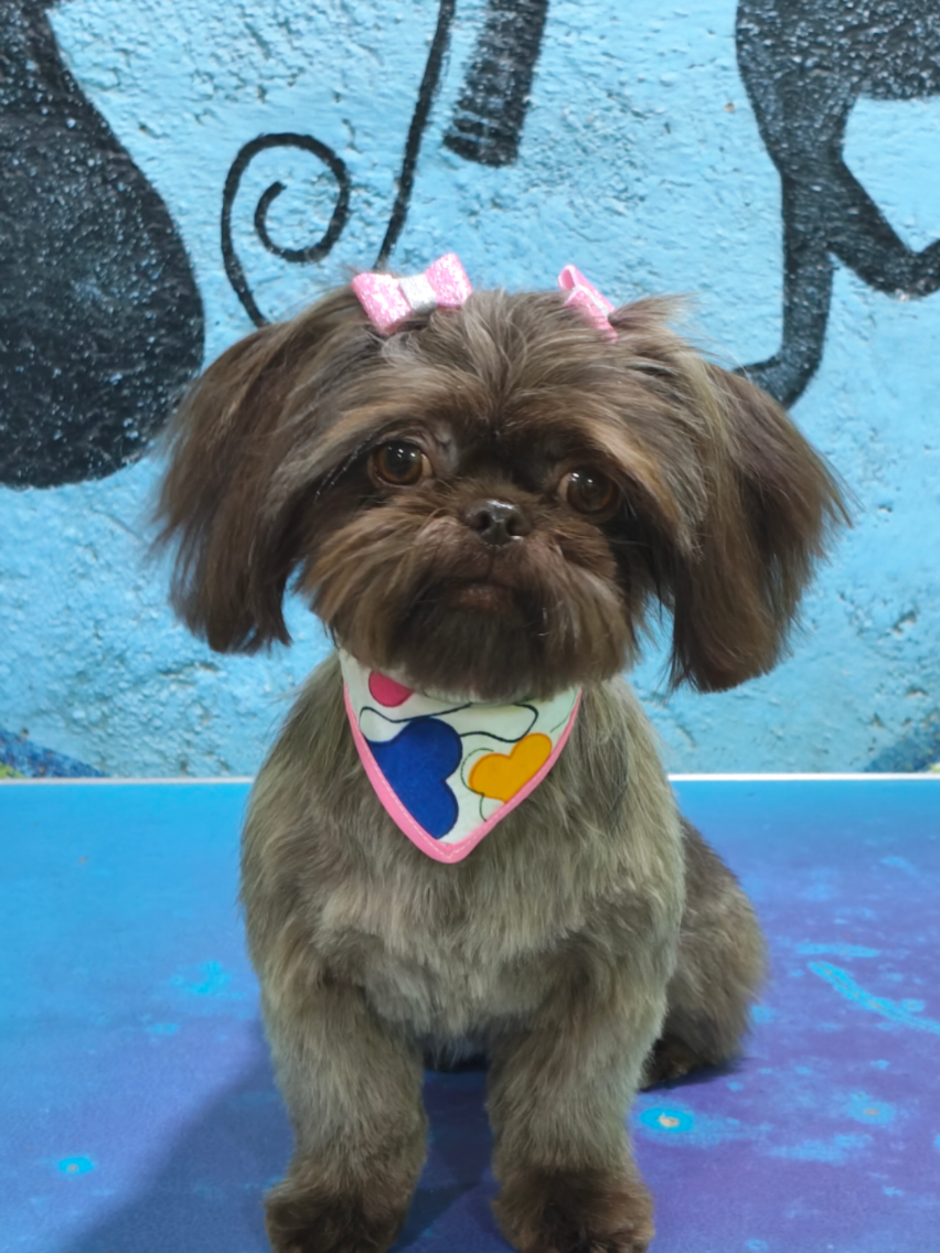 @💈🐾DOG GROOMER🐾💈