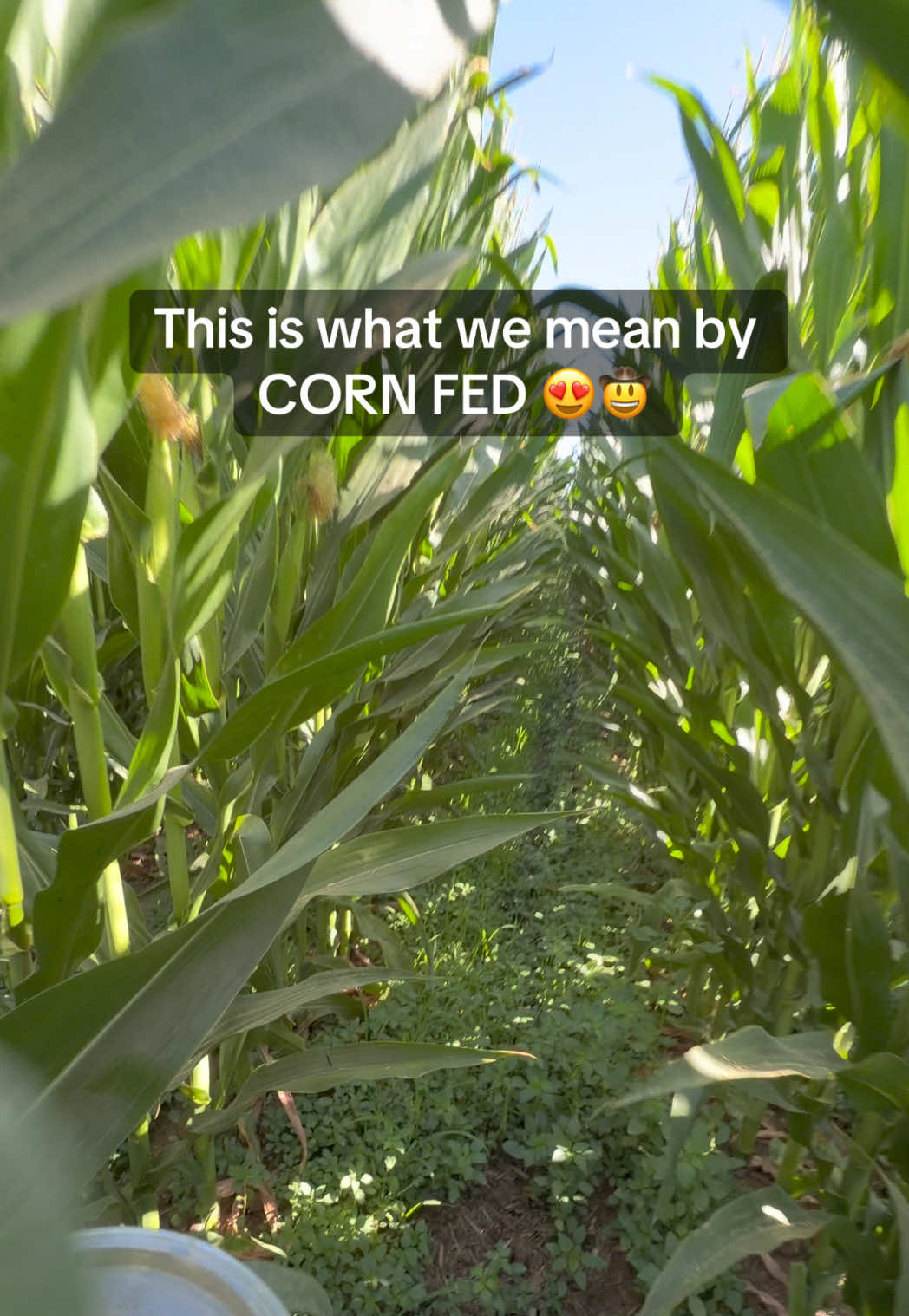 @Skylar Farming