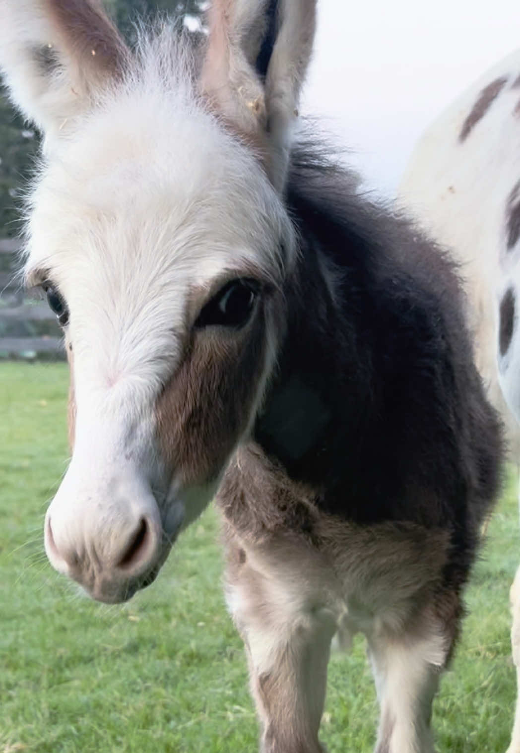 @Cypress Farm Donkeys