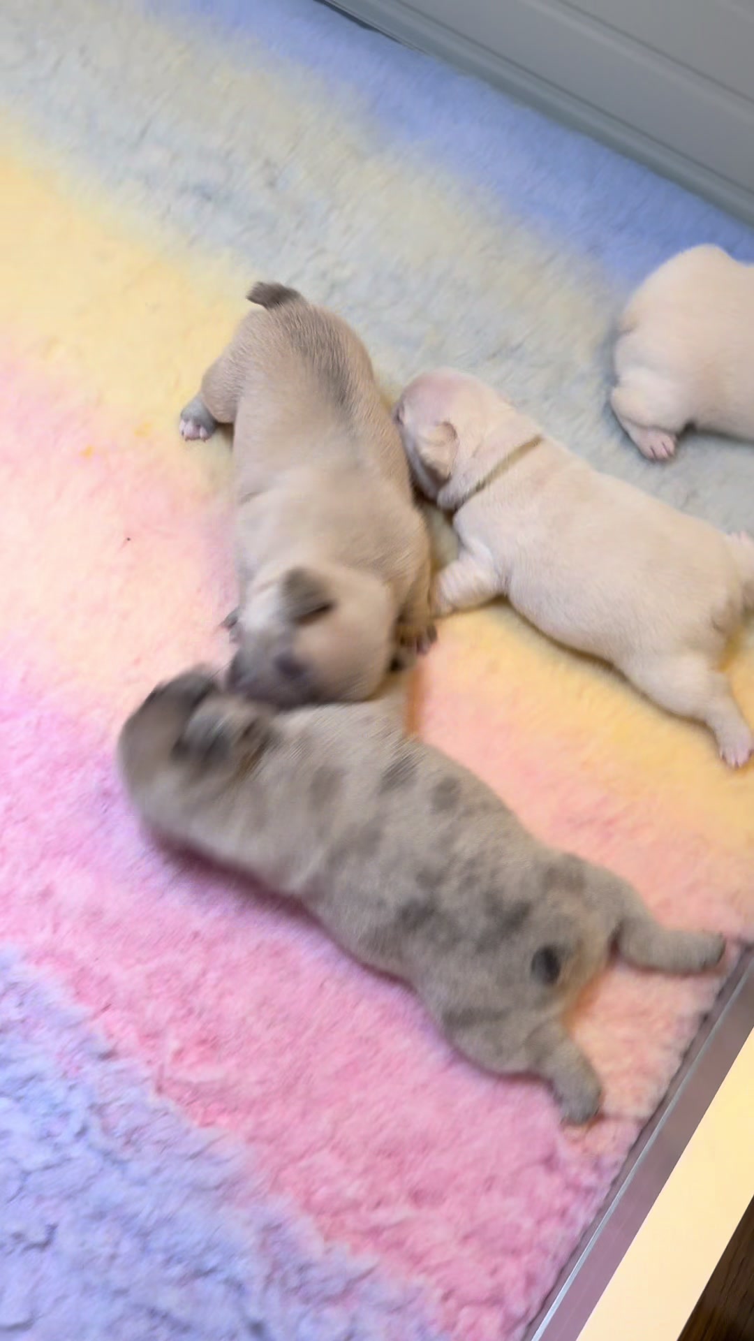 @ilborgodipintobulldog