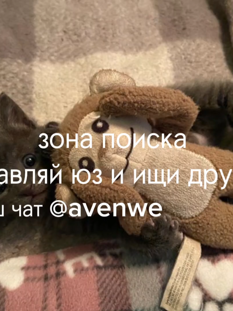 @avenew чат