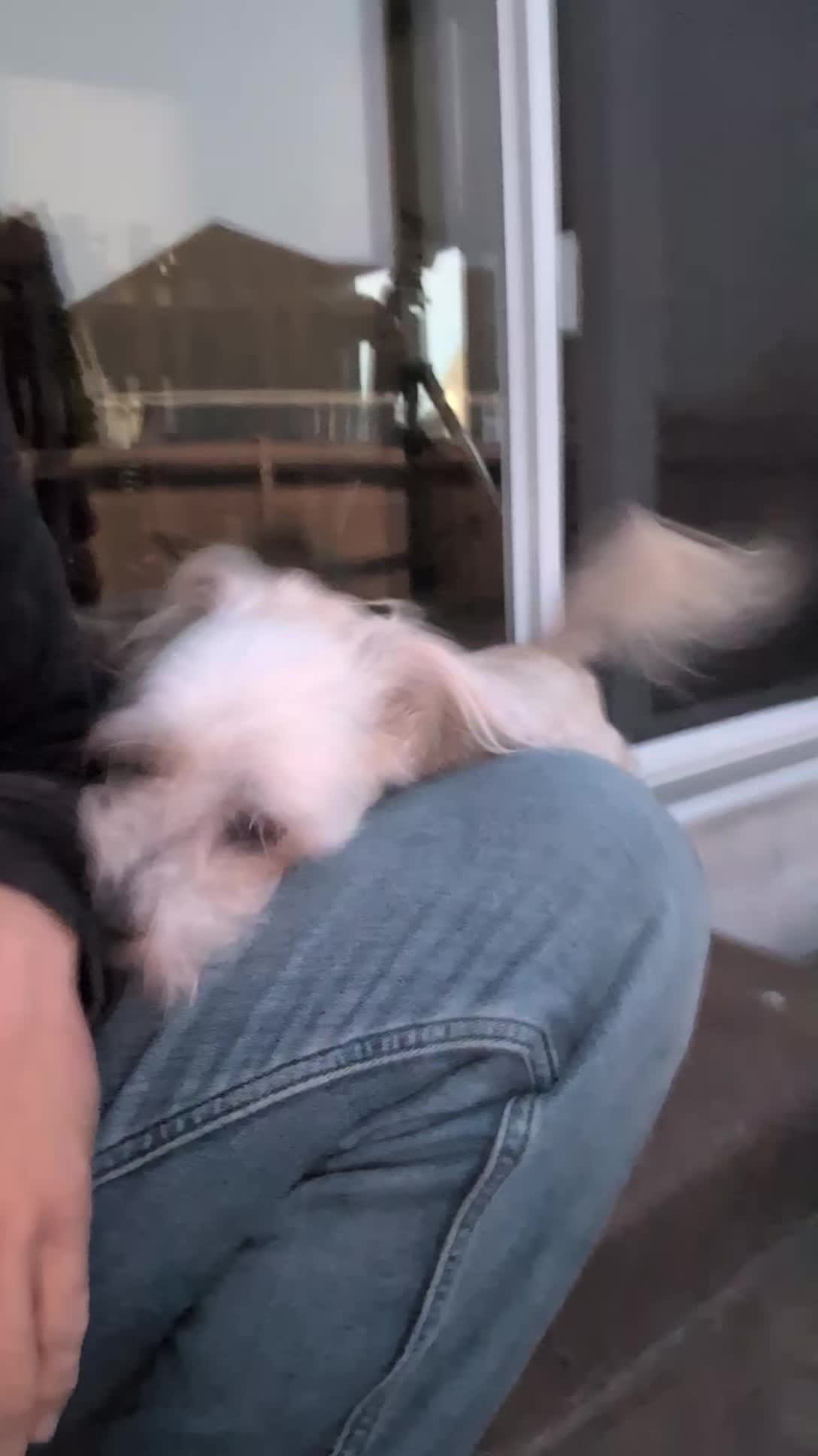 @AwesomeDogHandlingDude