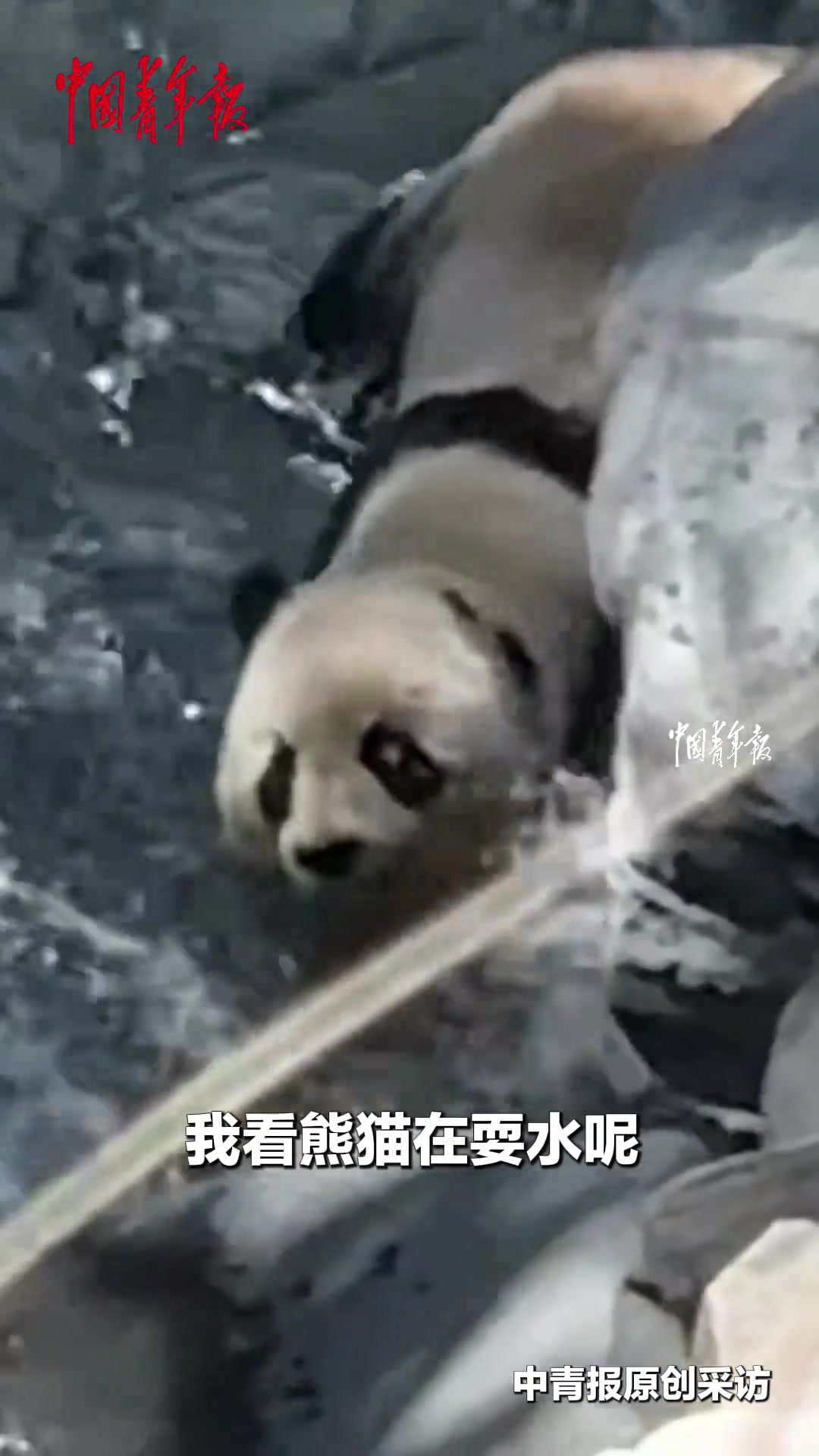 @中国青年