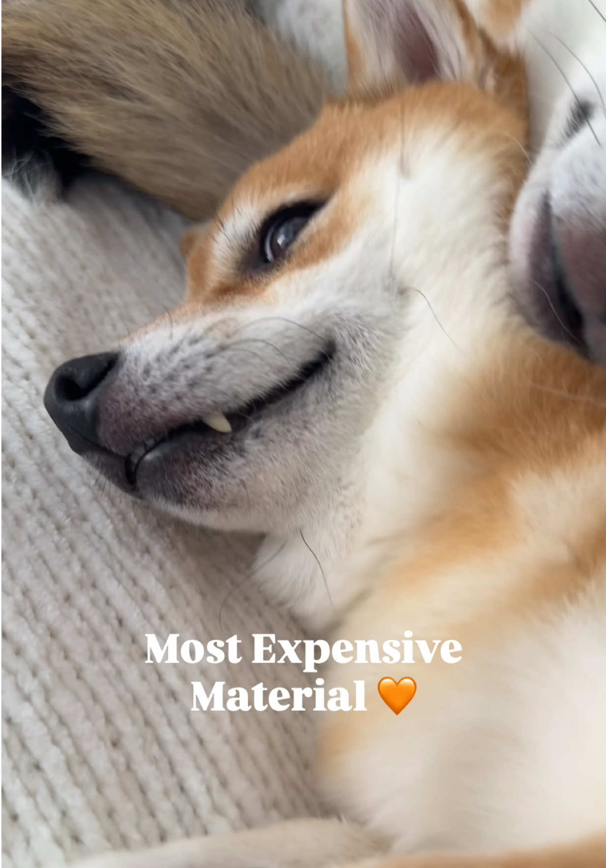 @Flock of Shibas 🐕🐕🐕