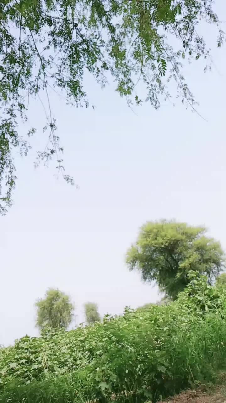 @Faiza Ali