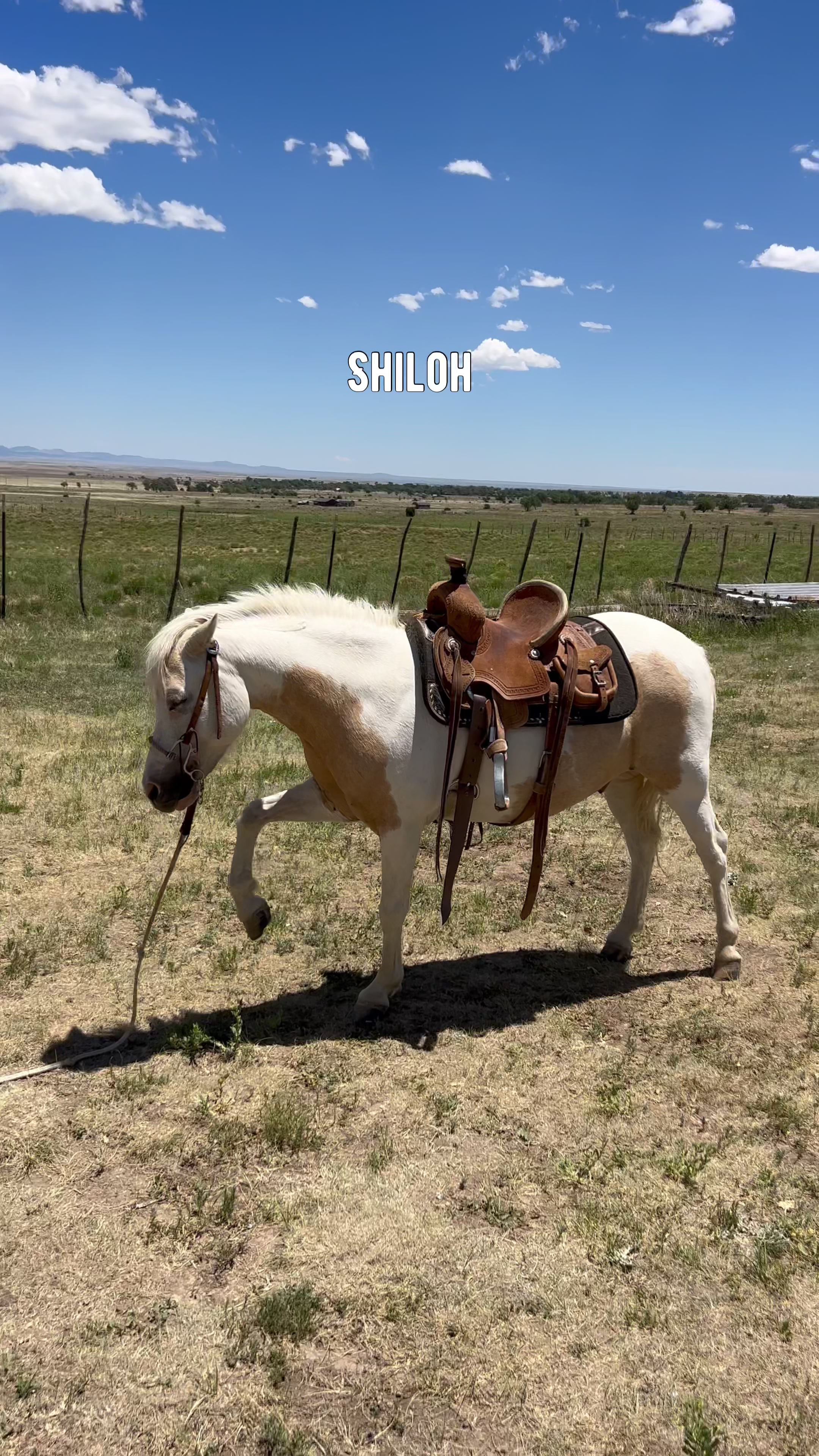 @cowgirlcommentary