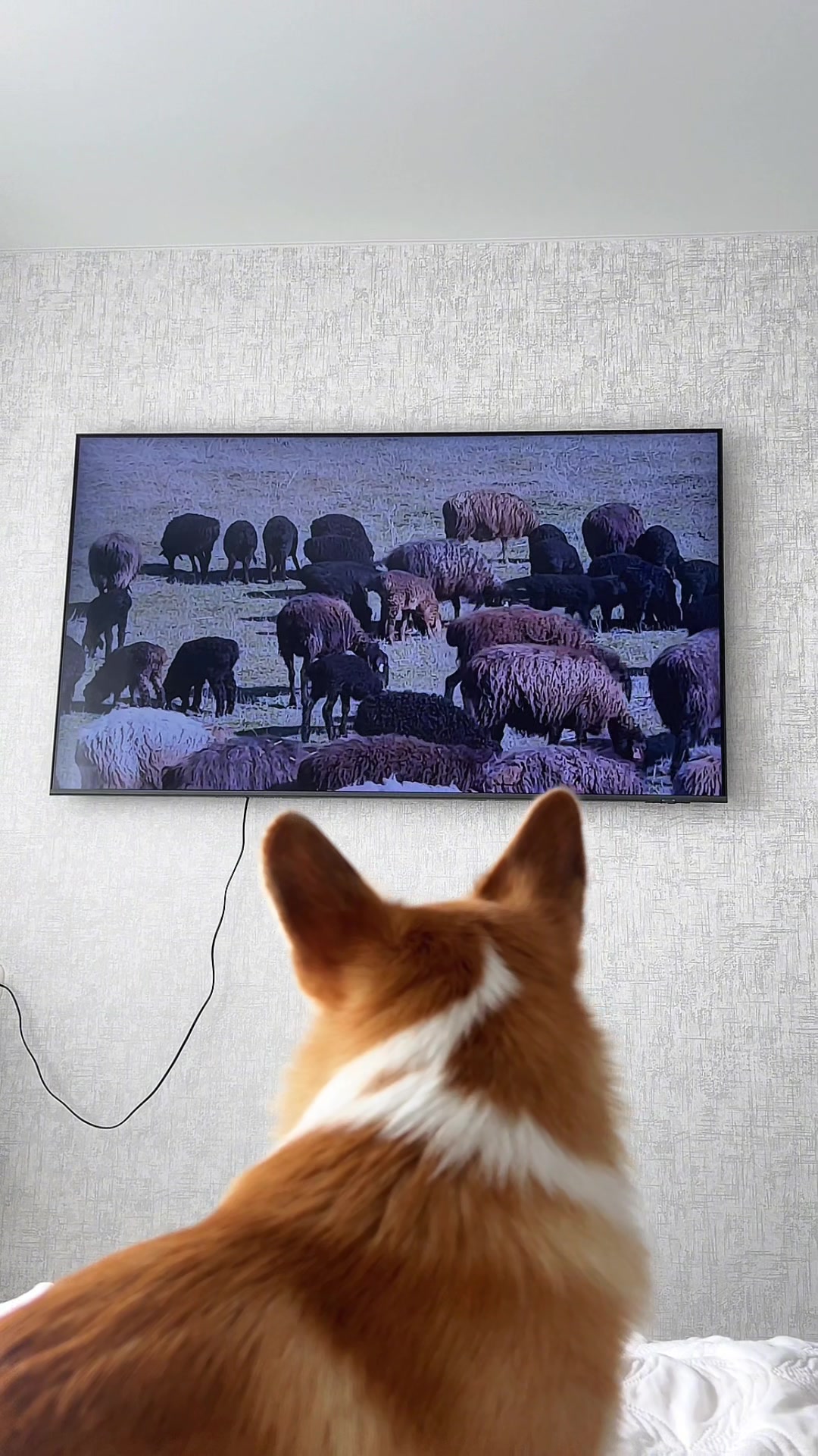 @corgimom.alntz