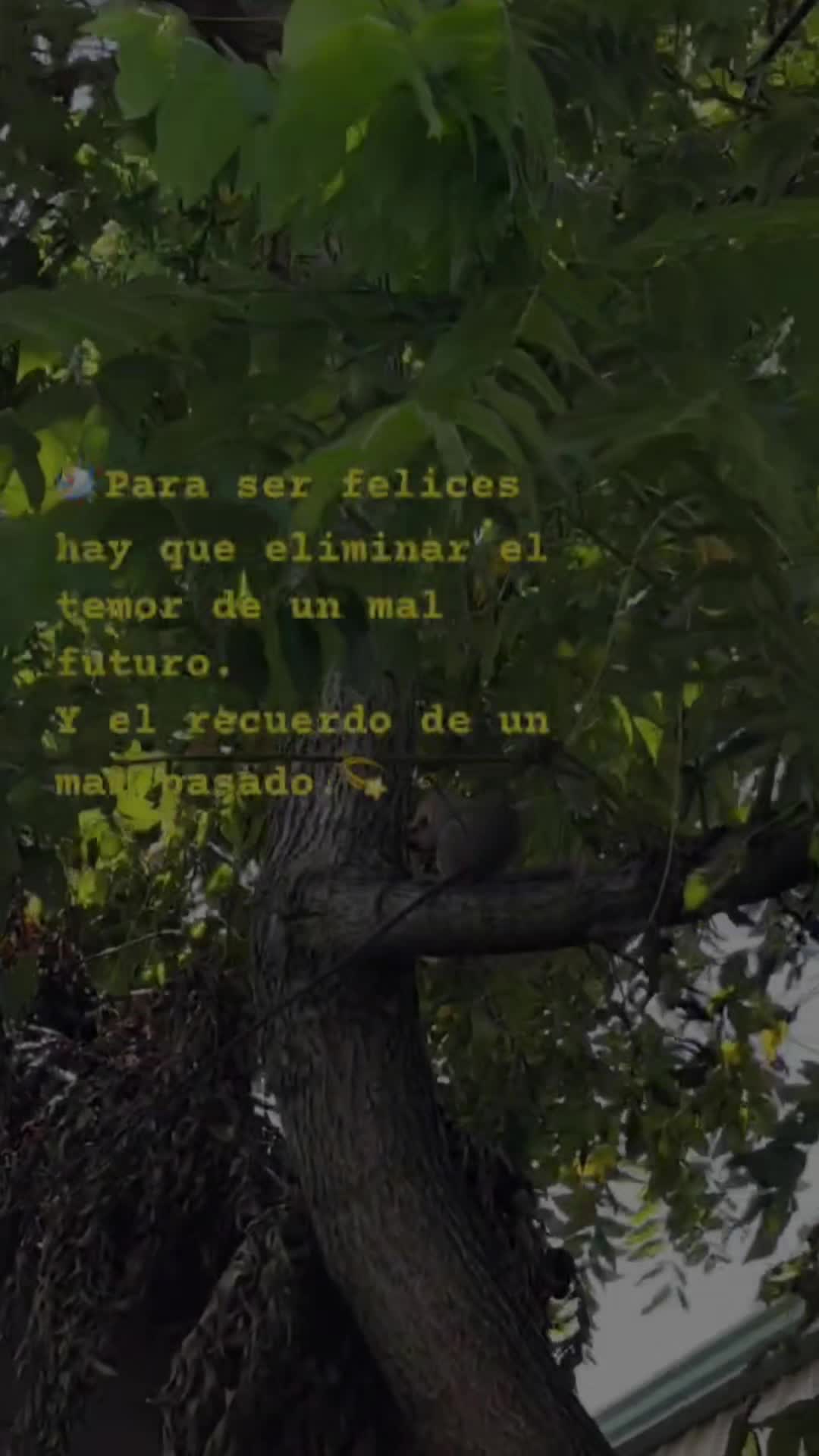 @✨Cärmêlītã🐦🔥