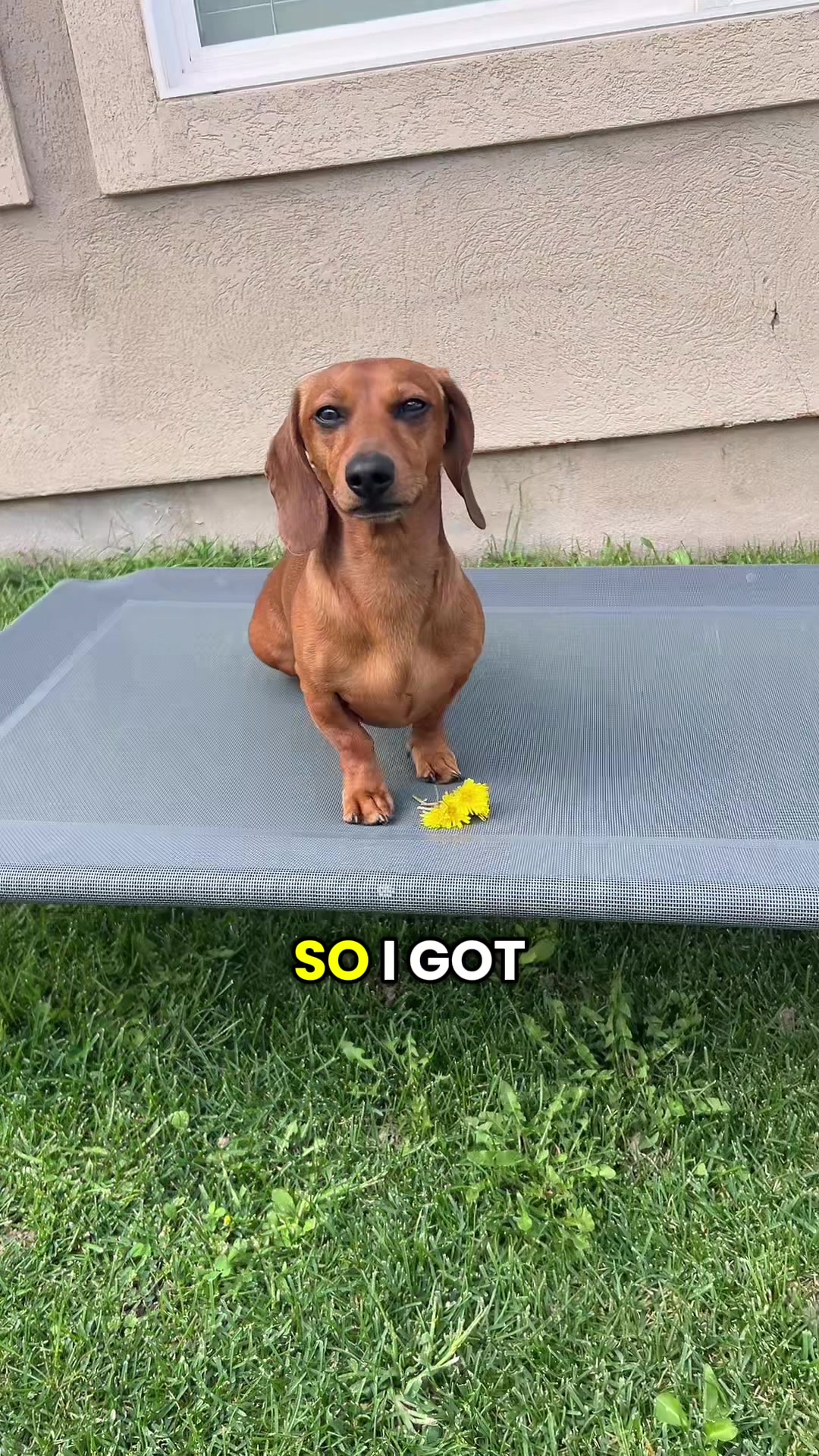 @Slinky Severus-Doo