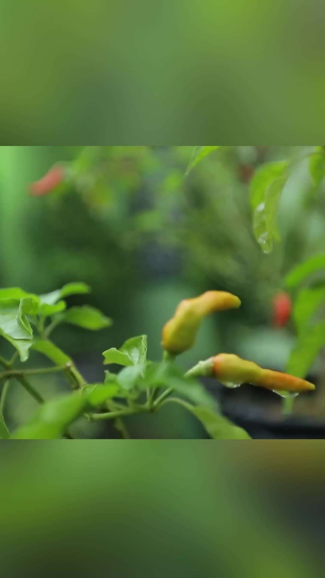 @user37703377025713