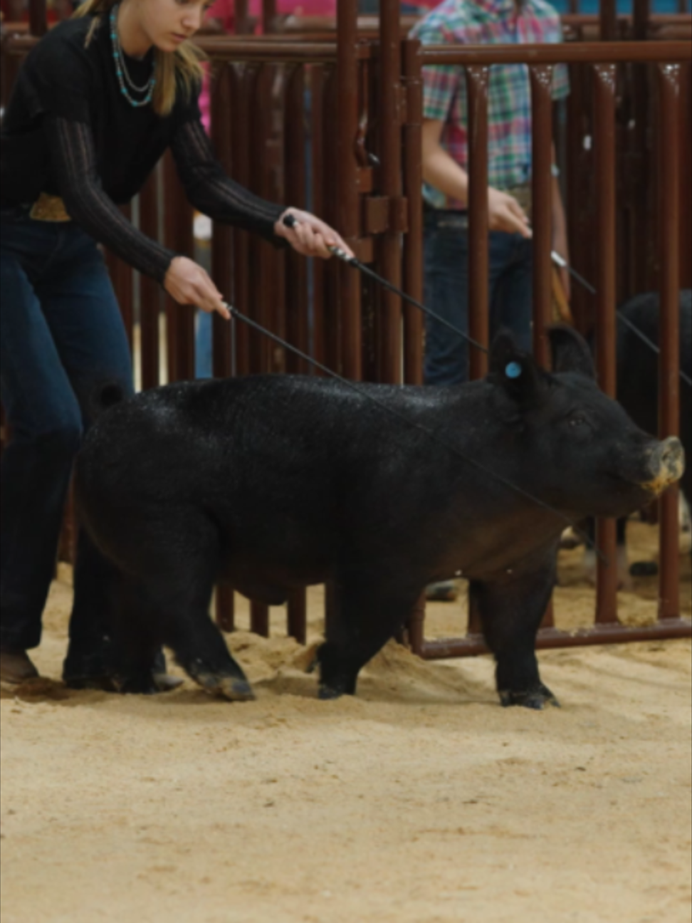 @AZ National Livestock Show