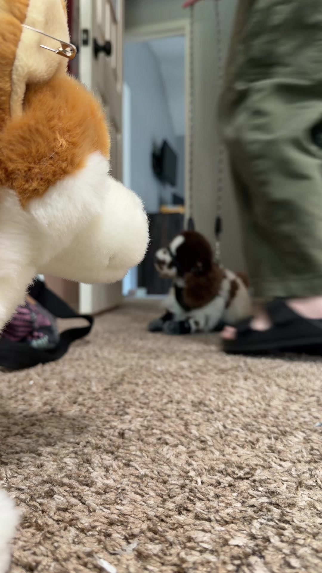 @pupplace