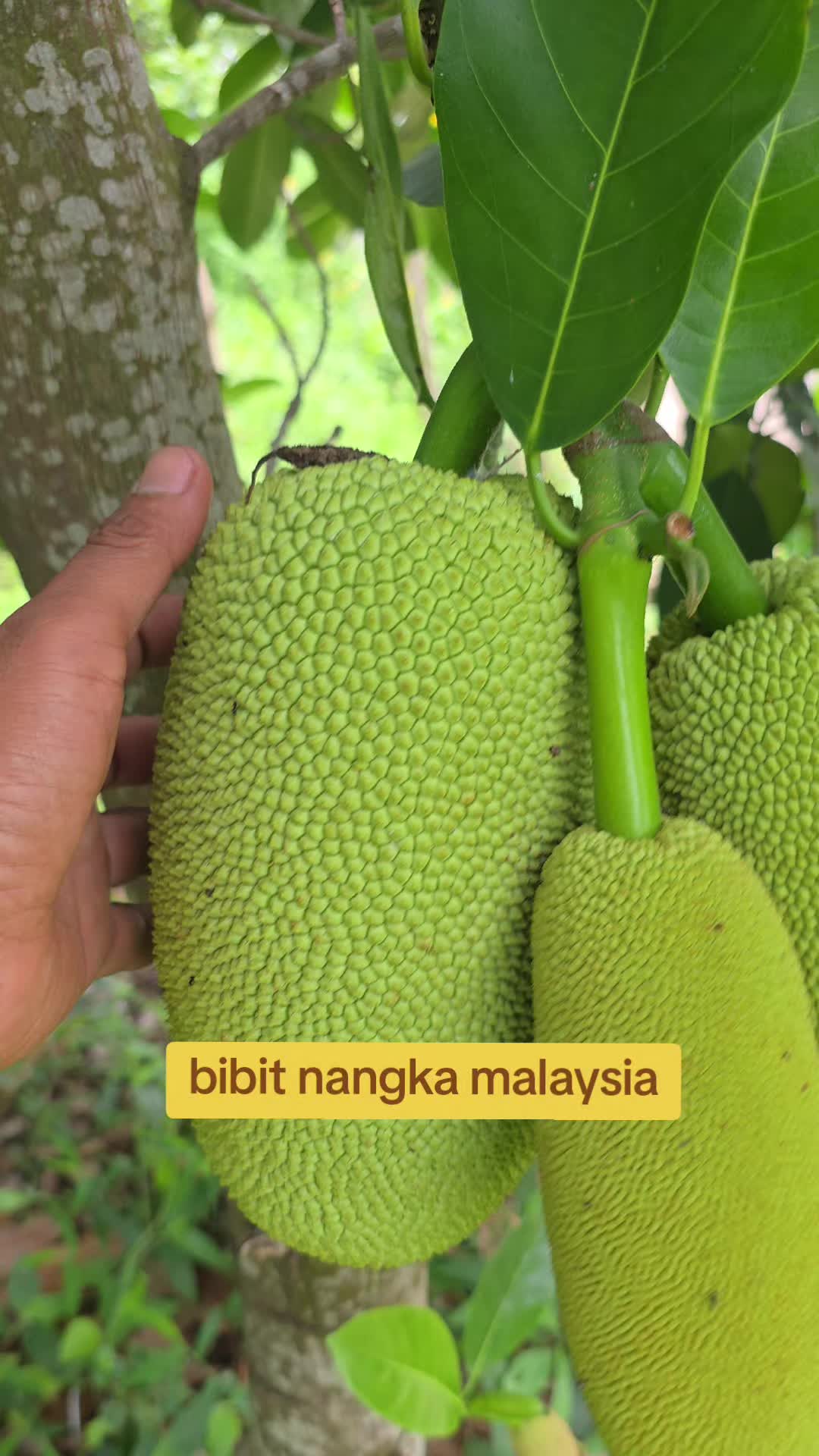 @Toko berkah jaya