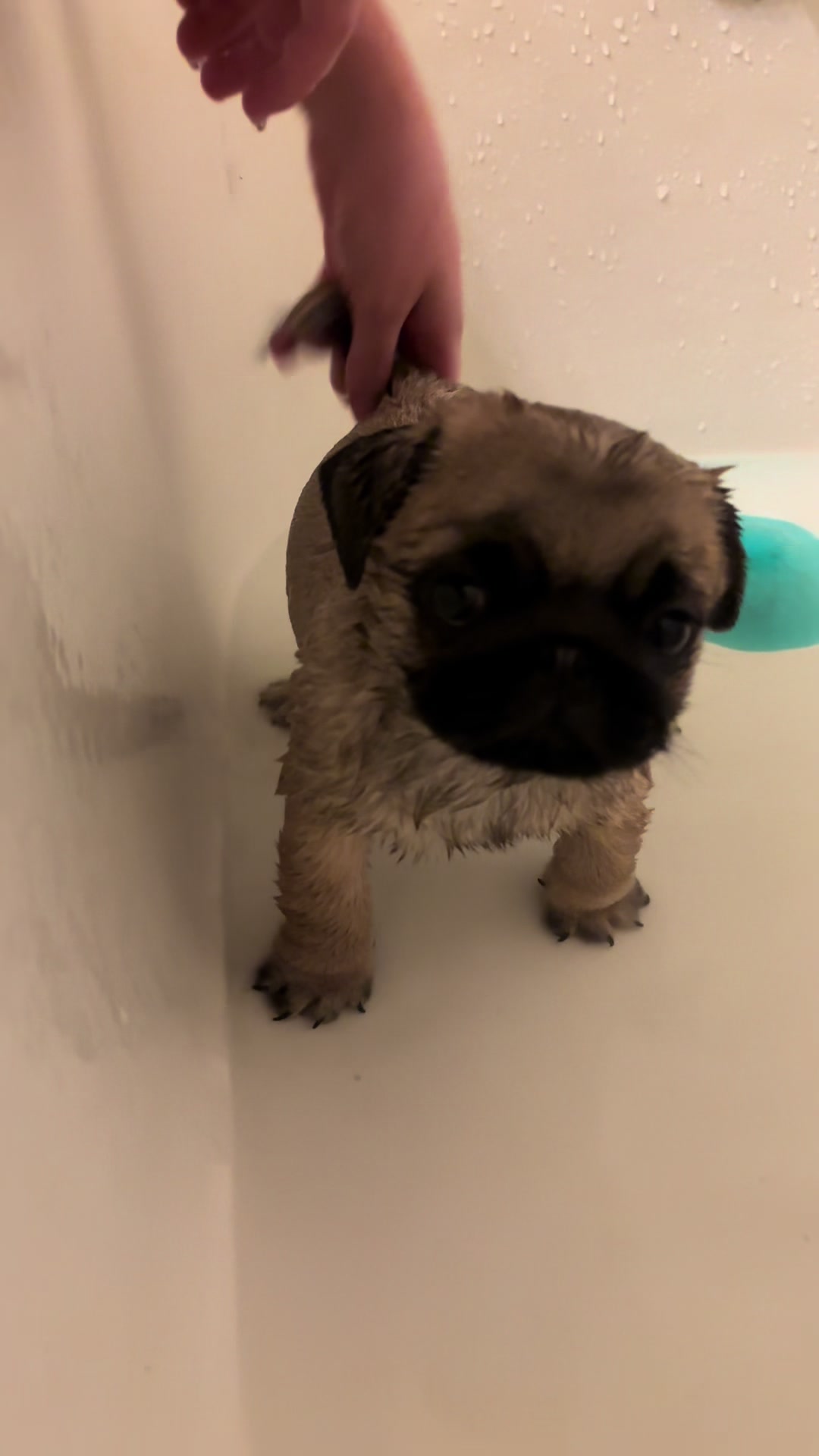 @thewinterpug