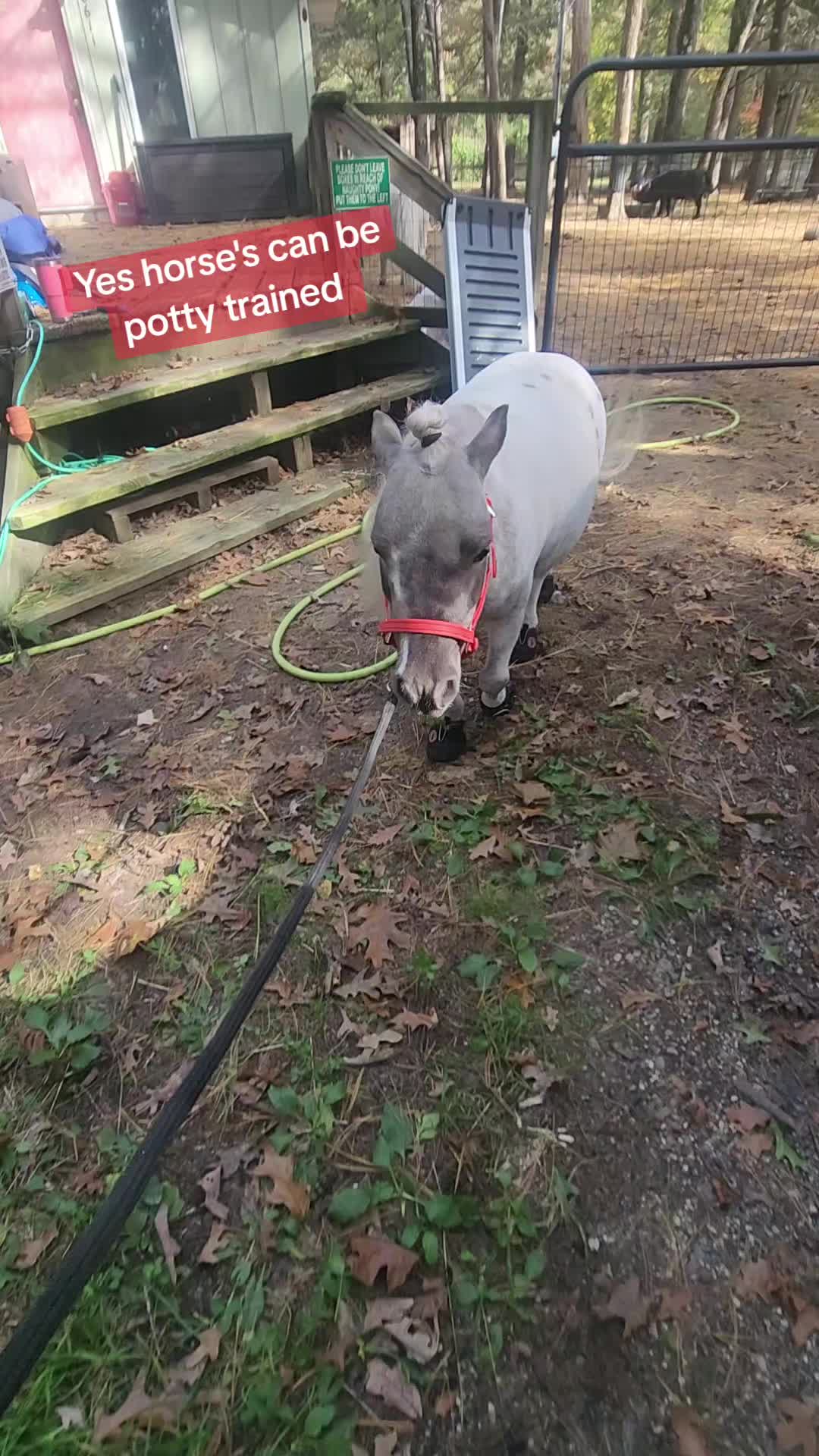 @minihorsemomandtrainer🐴🐴🐴🐴