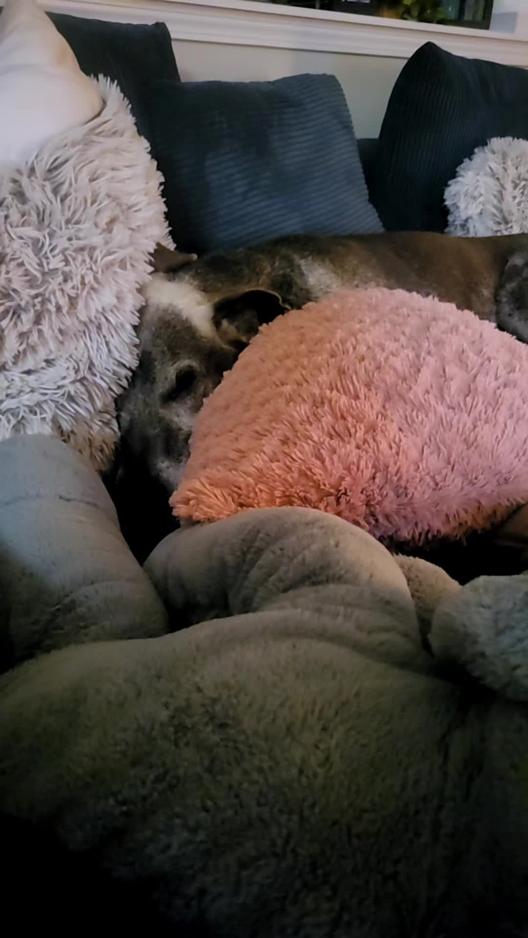 @Dane Mom Life | Big Funny Dog