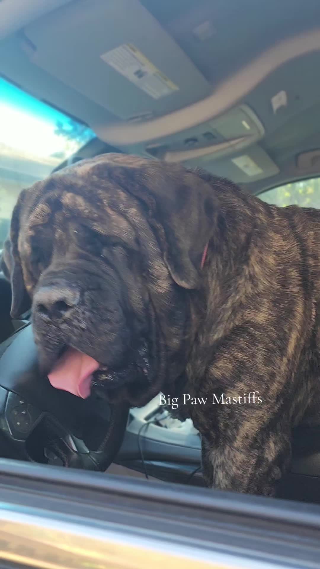 @Big Paw Mastiffs