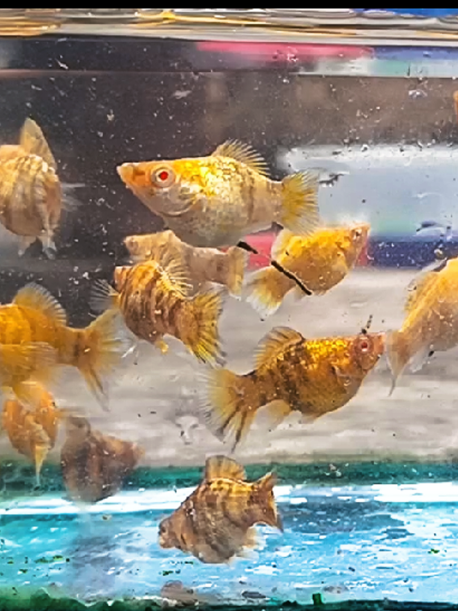 @dexx aquatics