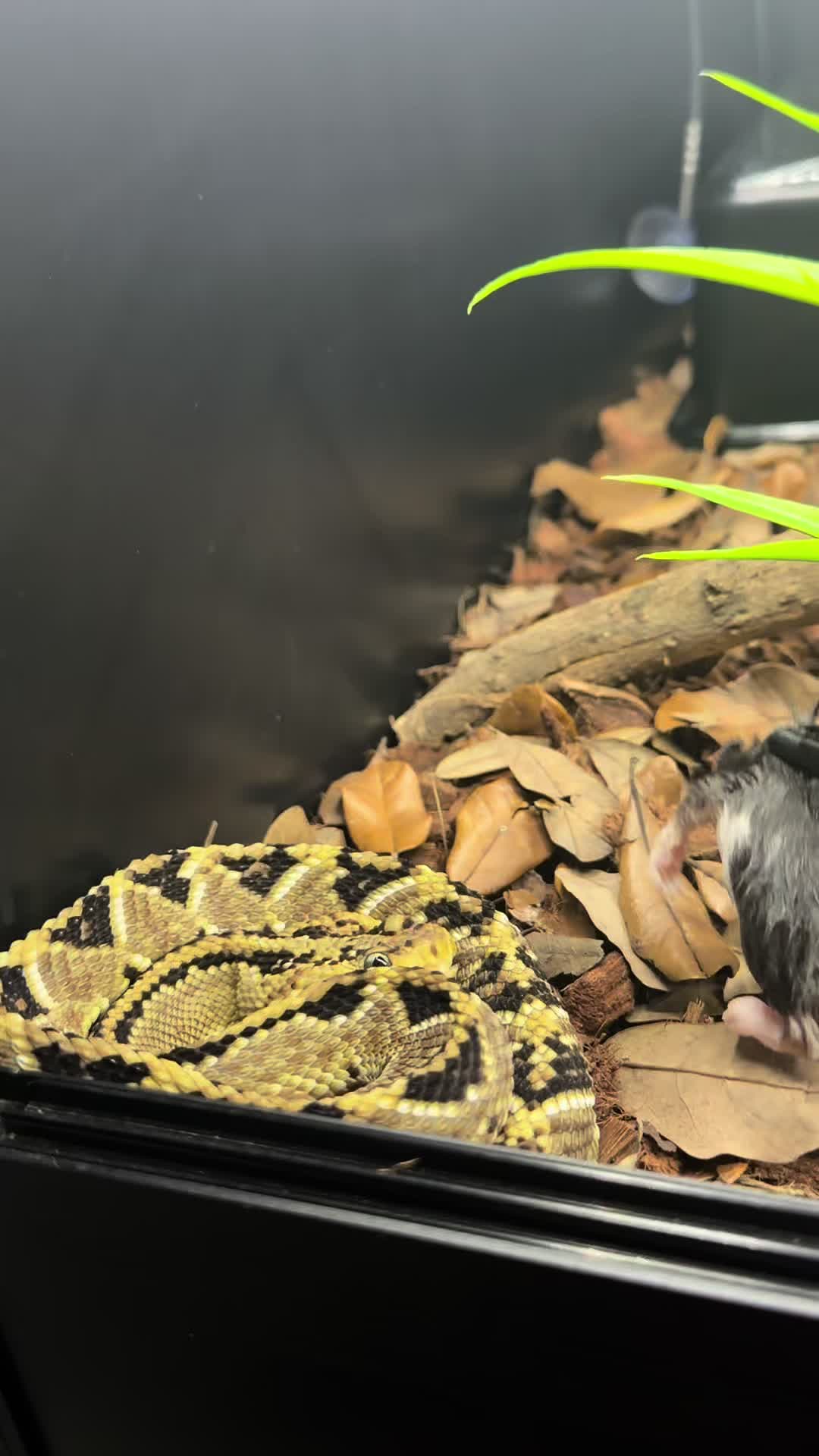 @SavageryReptiles
