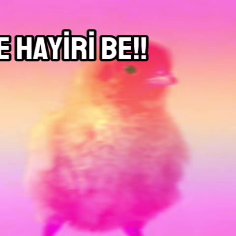 @kayraaq99