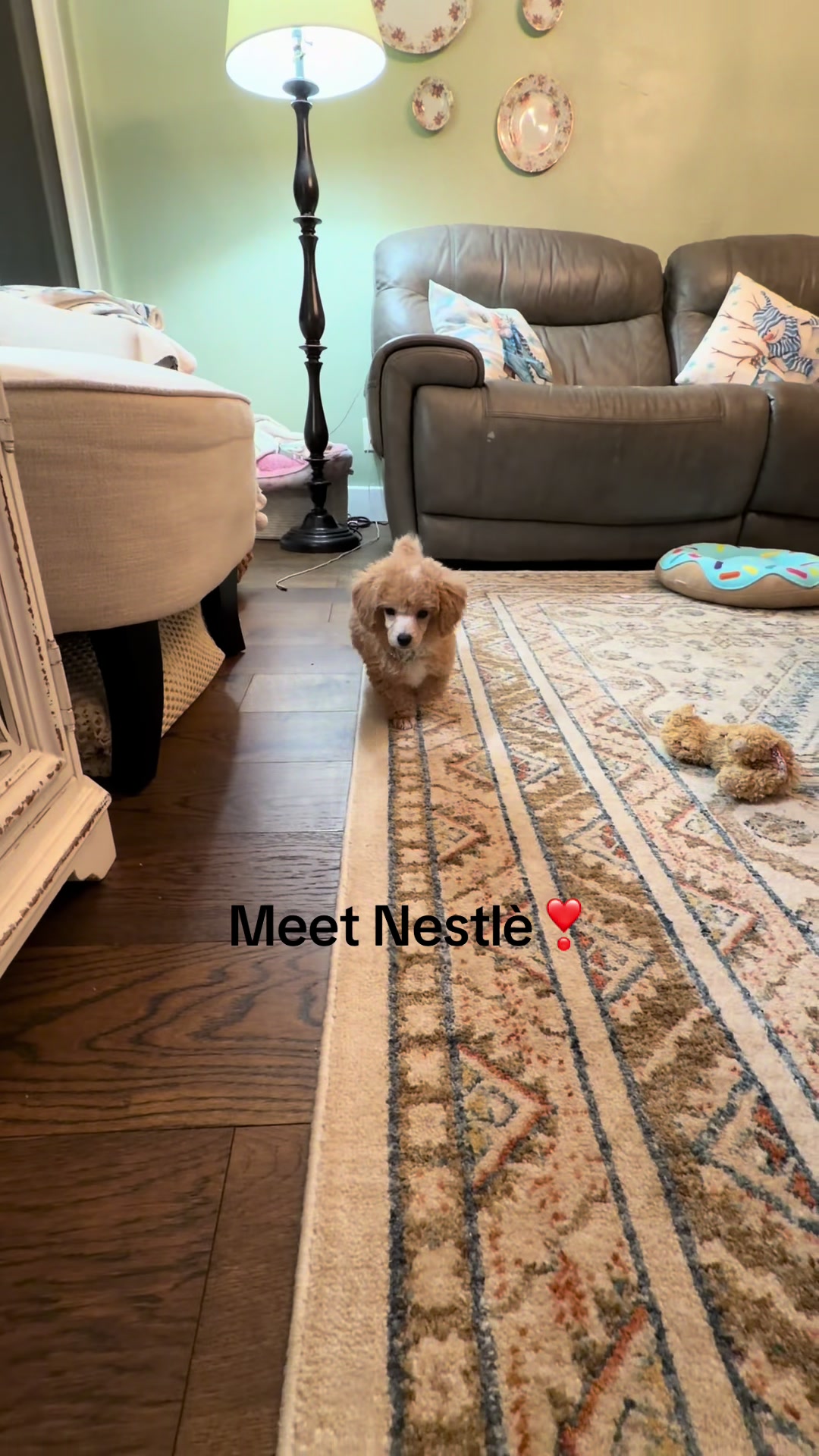 @Winnie the Poodle 🍯