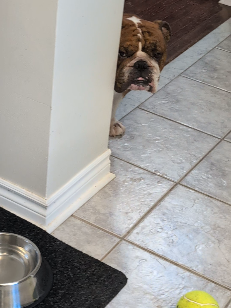 @Vinny The Bulldog