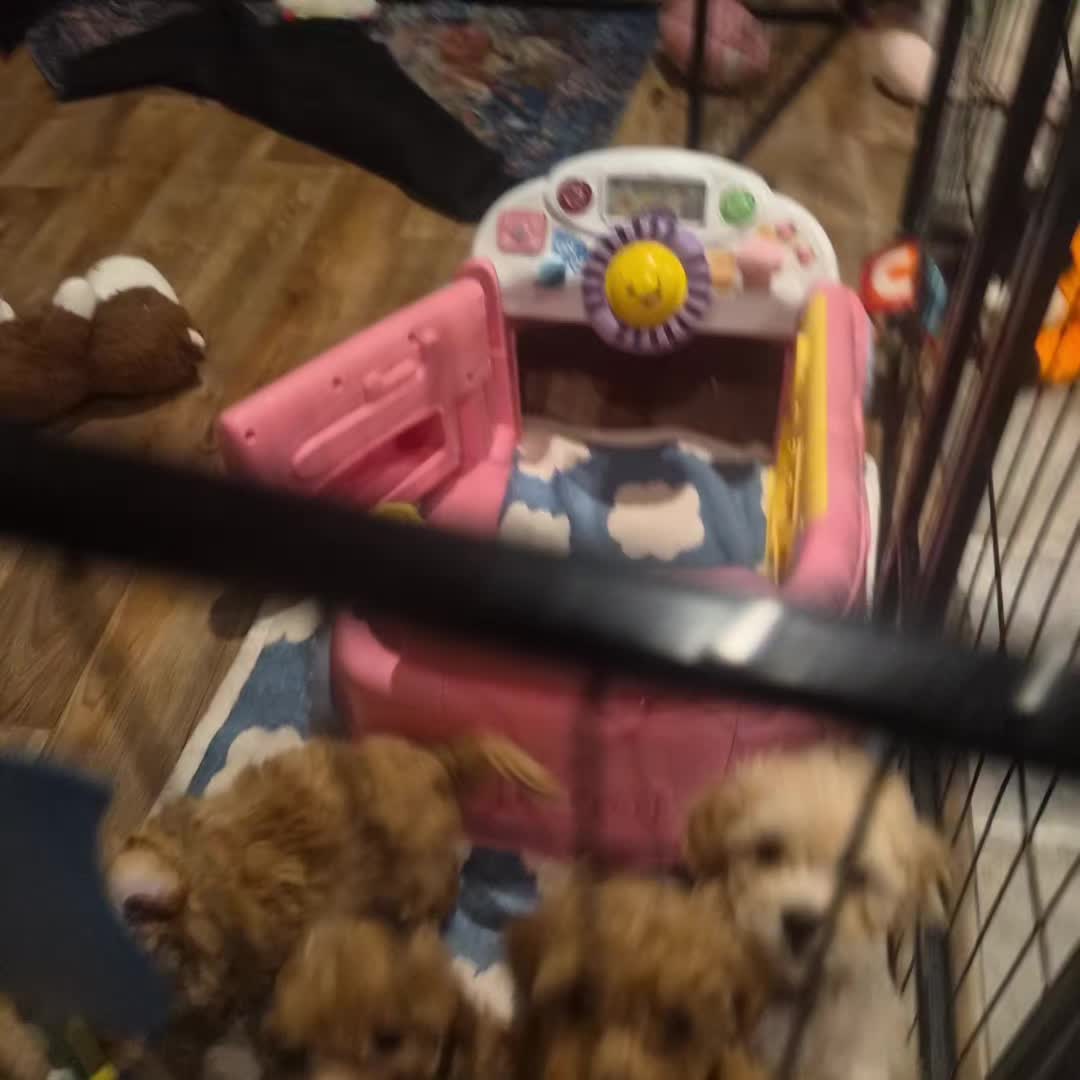 @Barb's Precious Pups
