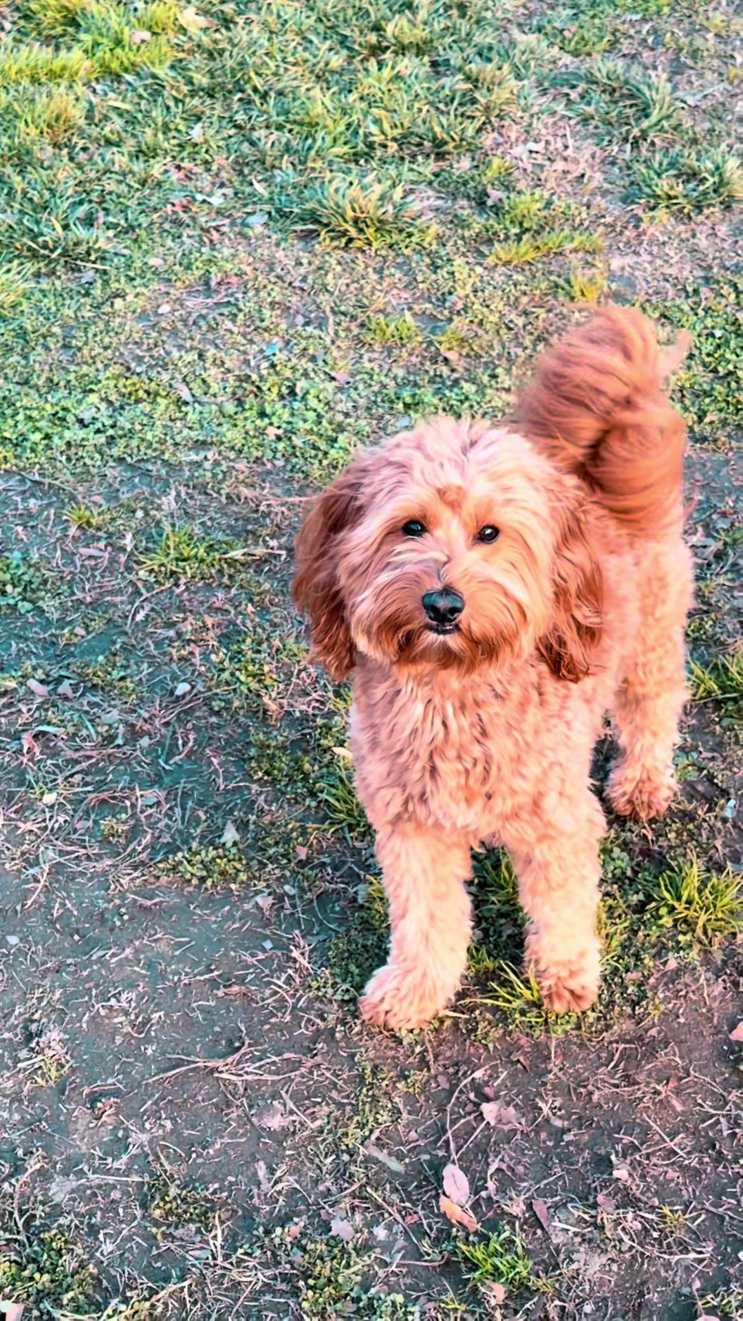 @TuckerTheTurlockDoodle
