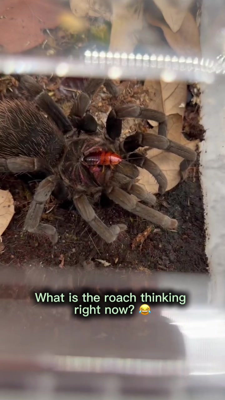 @Spider Conservatory