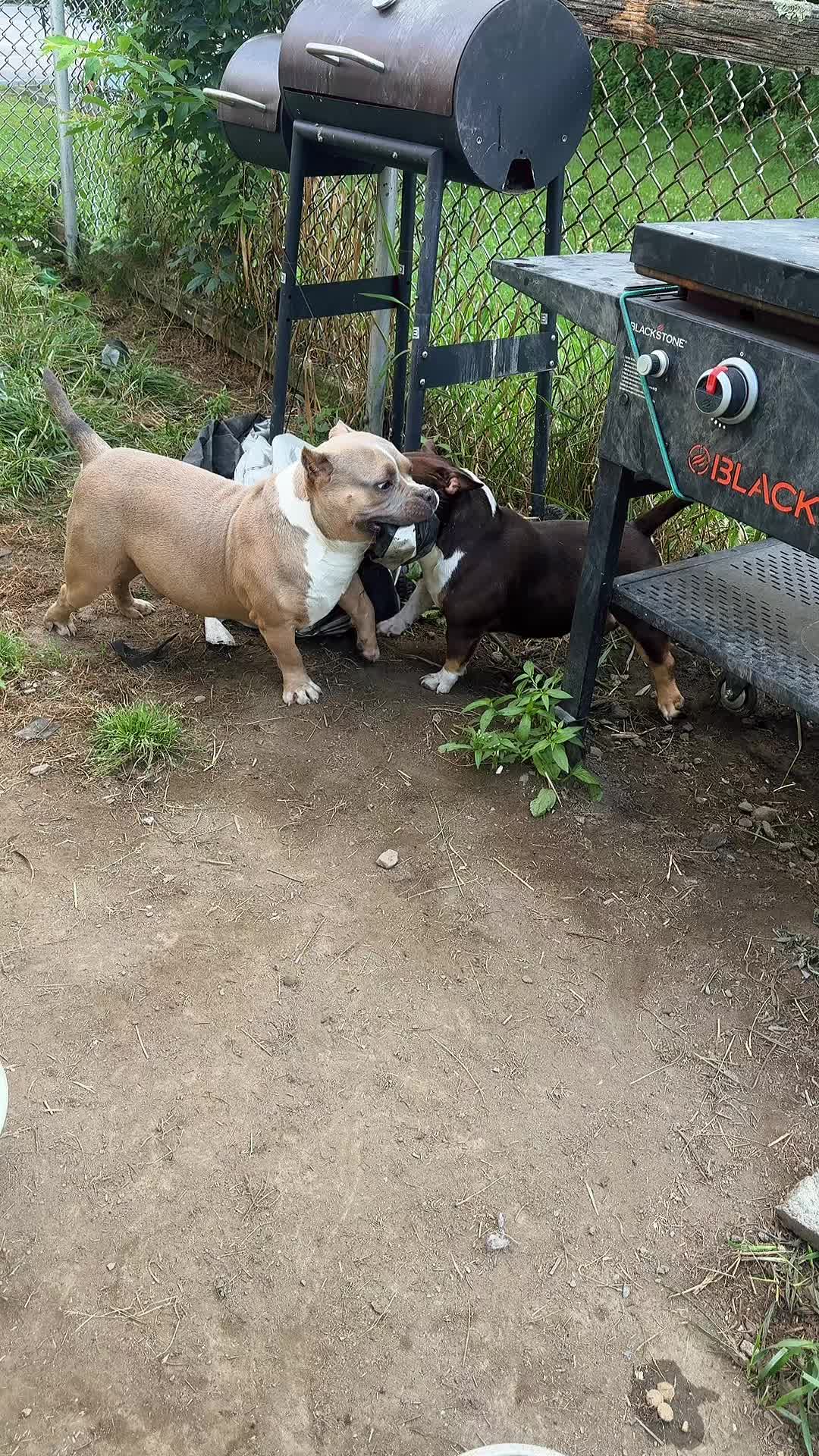 @NoCapBullys