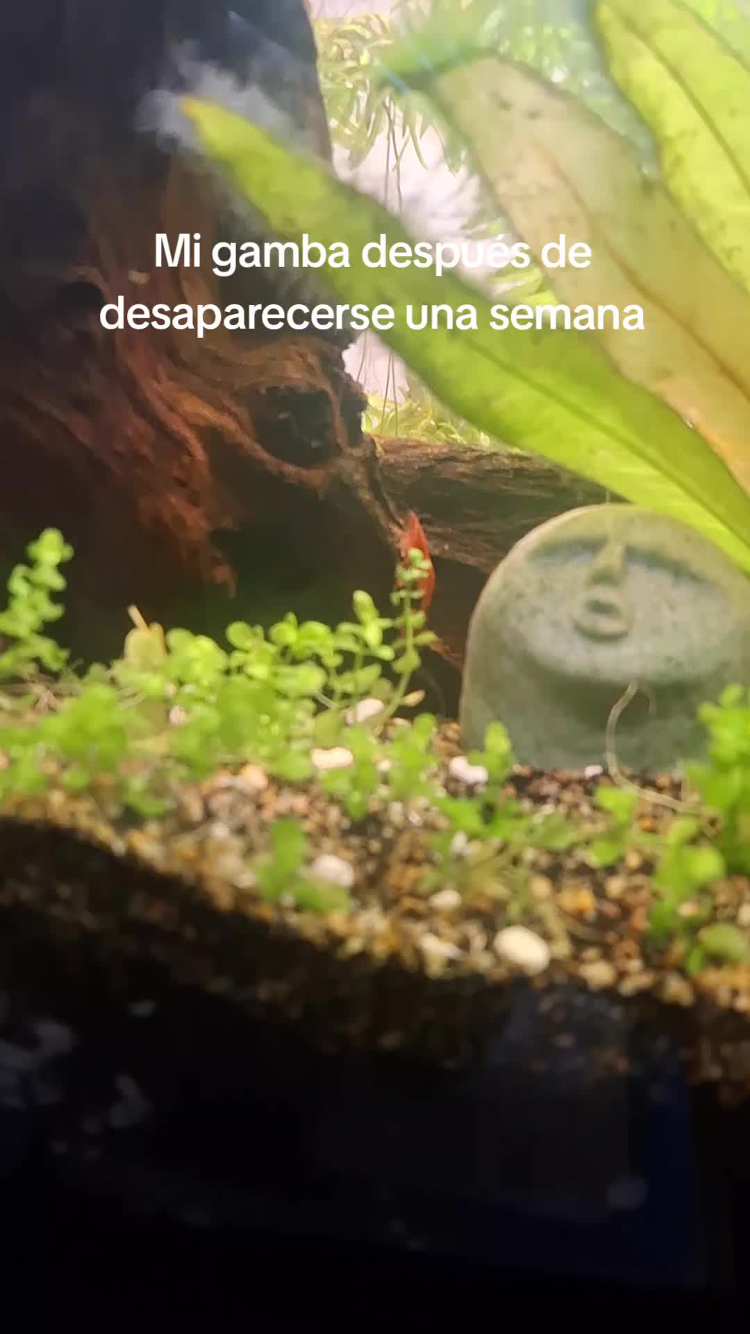 @Andrea Rubio