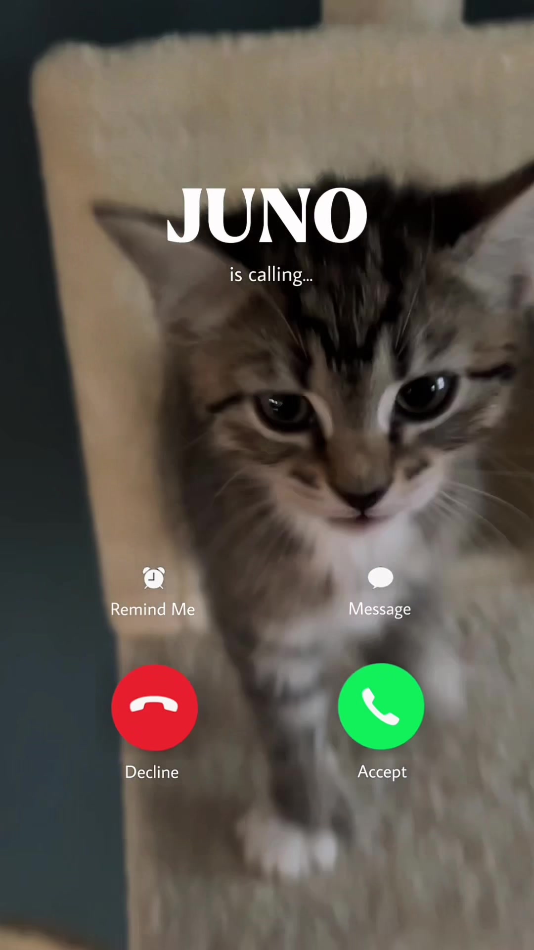 @Juno 💫🐈