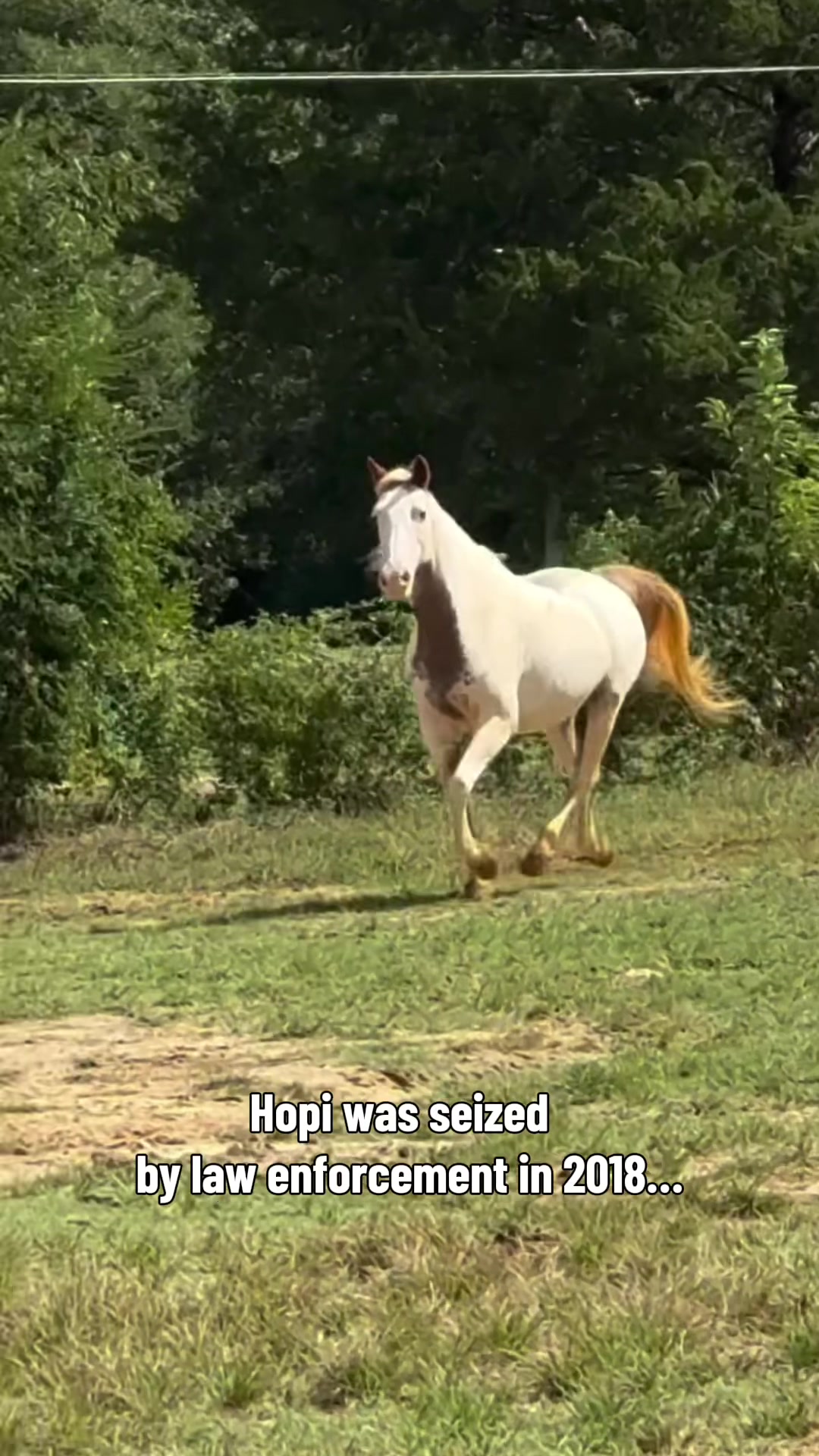 @MS Horse Rescue