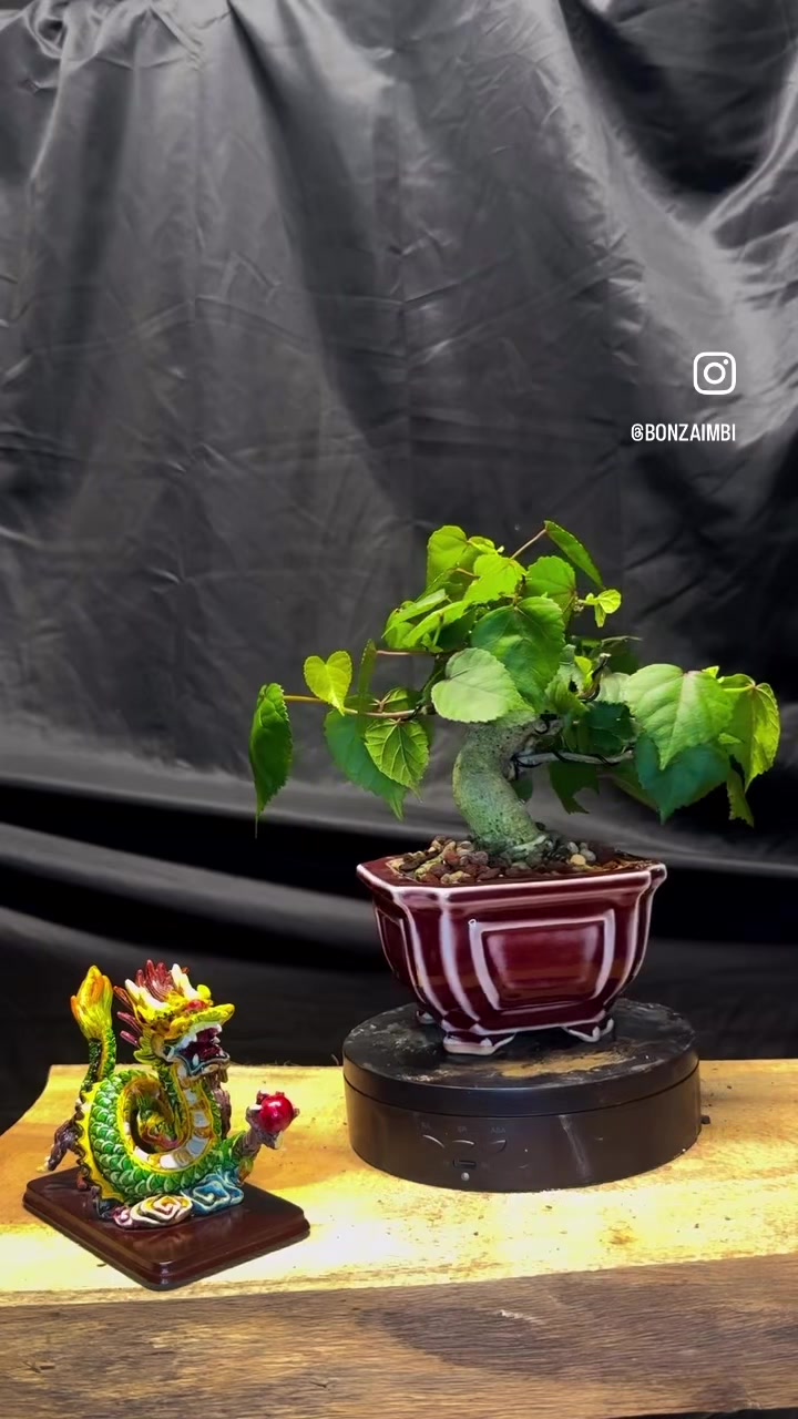 @BONZÁIMBI™️⛩️