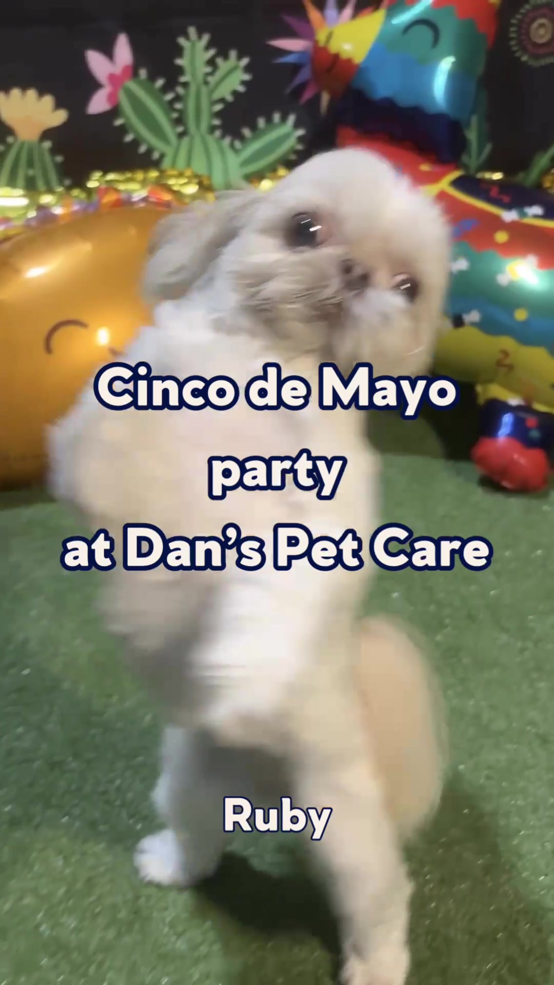 @Dan's Pet Care