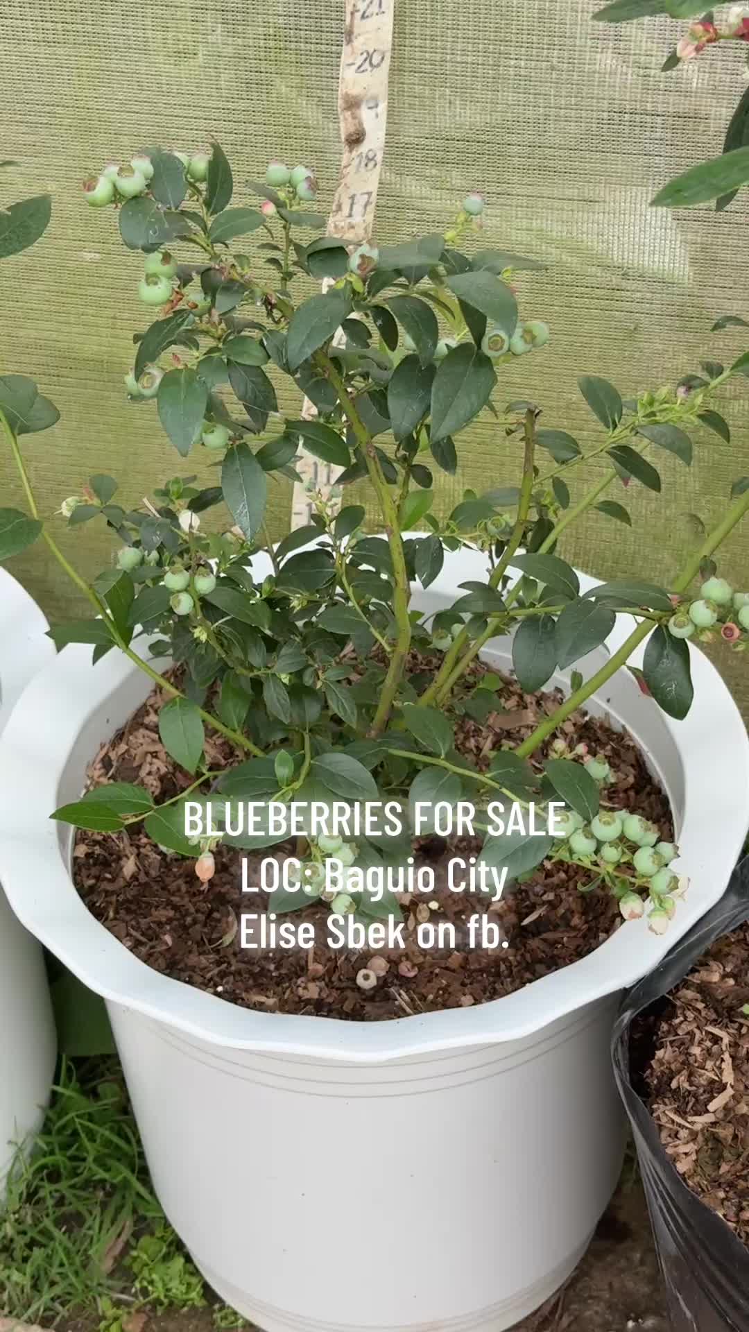 @Gardening with ELISE