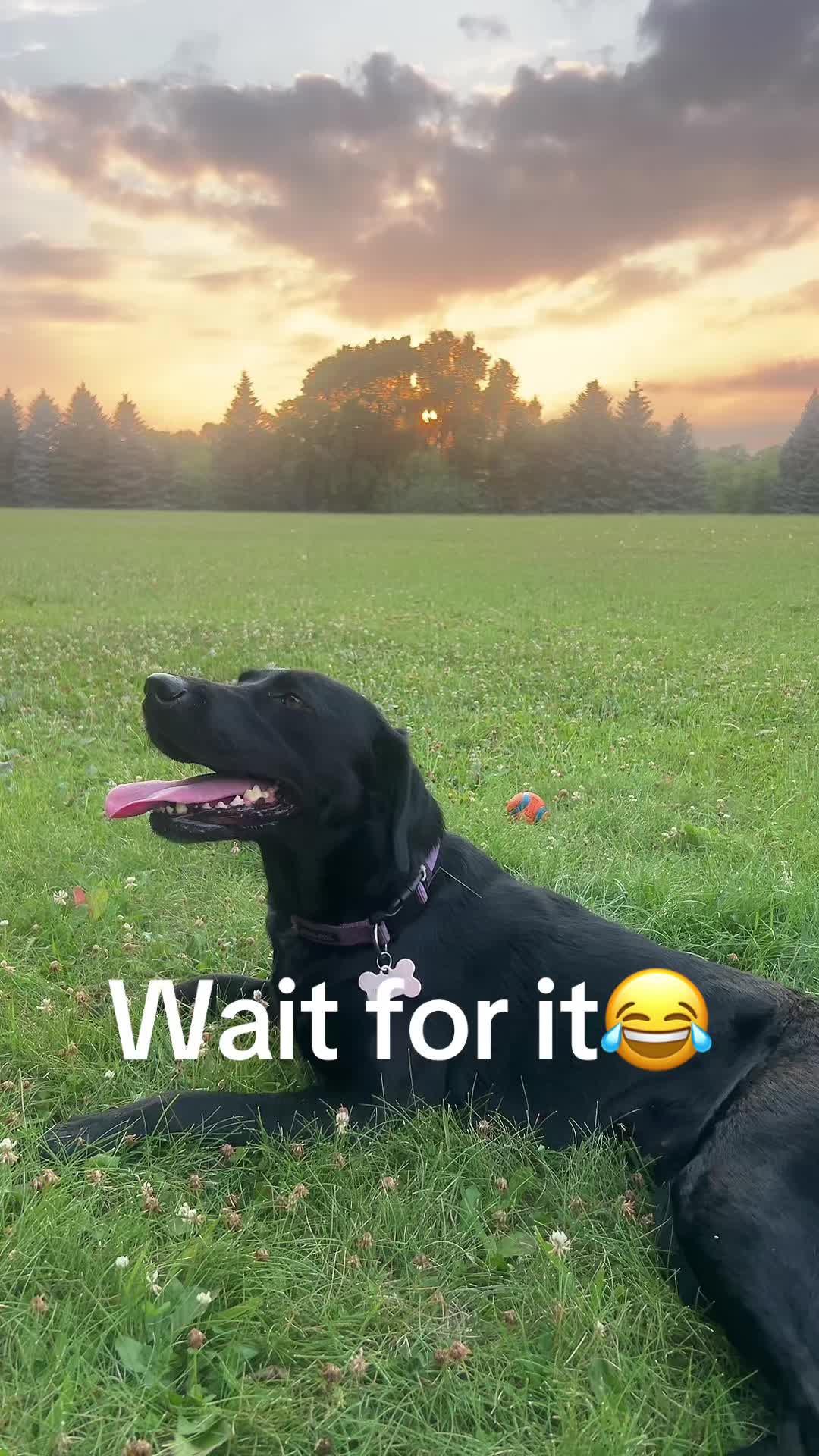 @potatogirl2.0